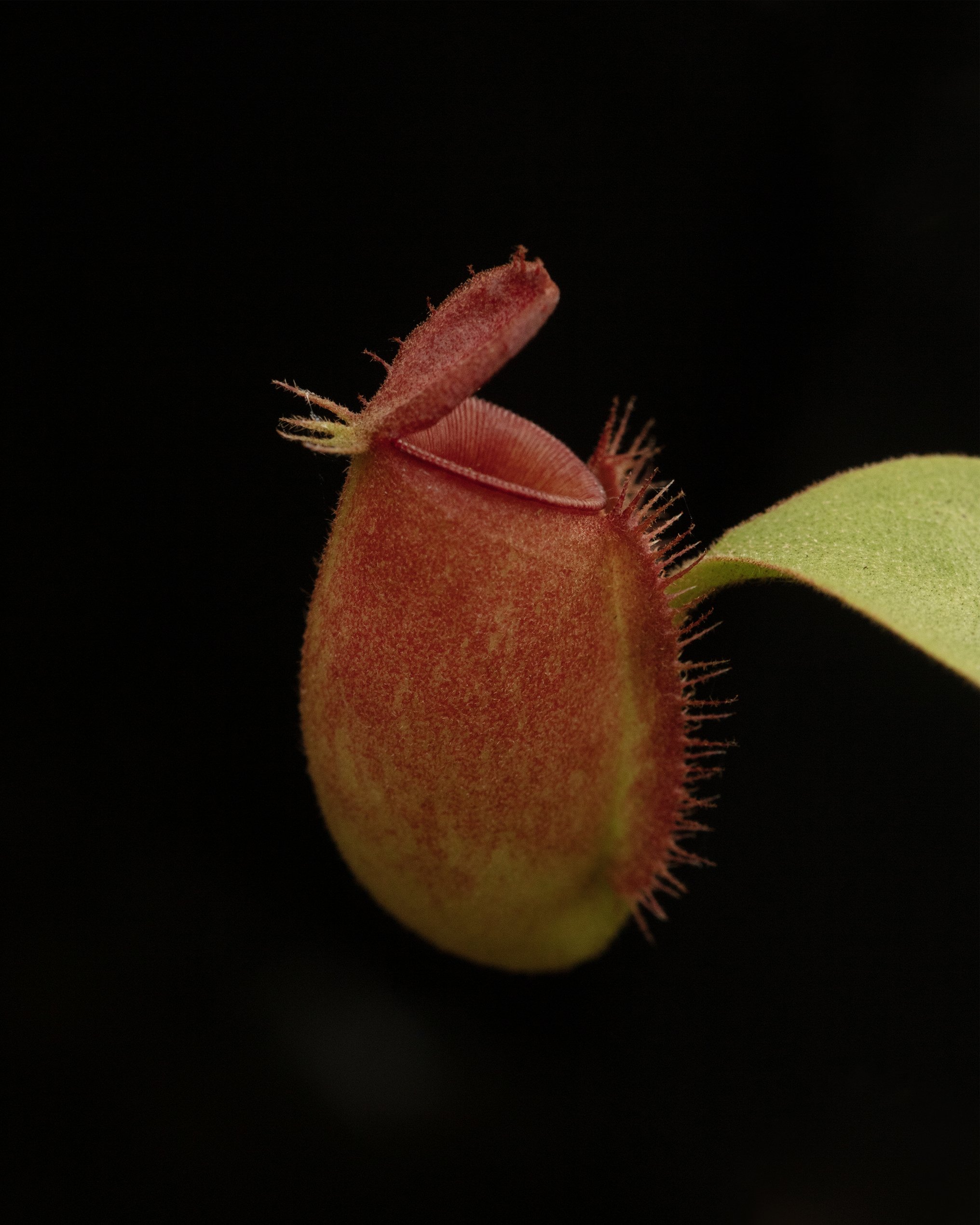 Nepenthes barcelonae 8×10” Chromogenic Print 2024 1/2