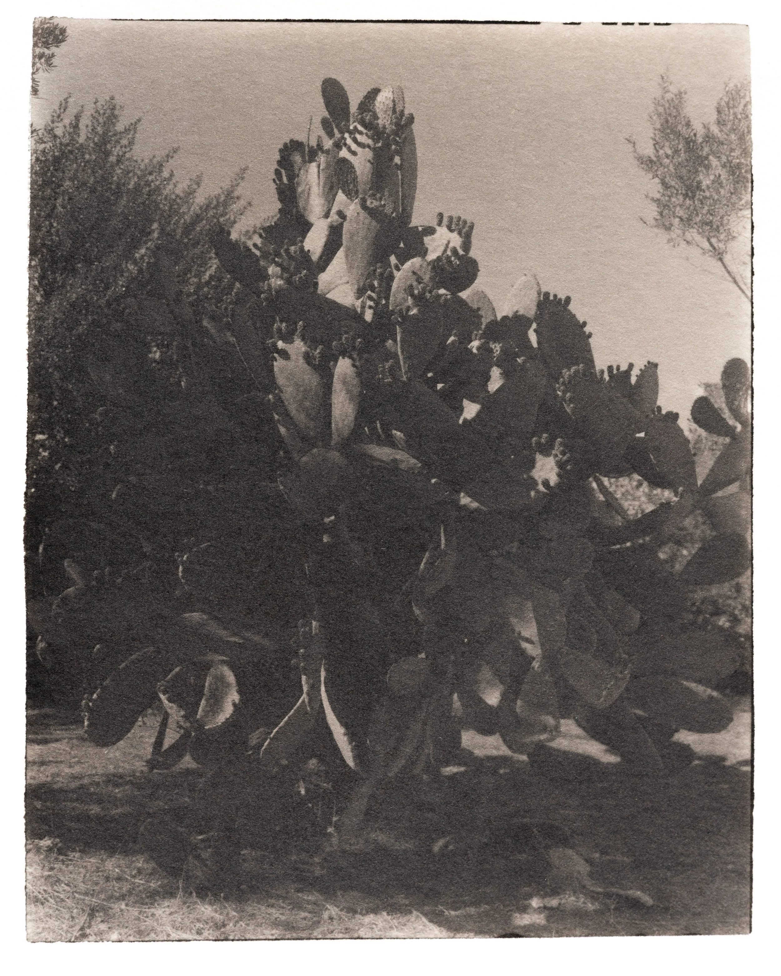 Cactus big 2.jpg