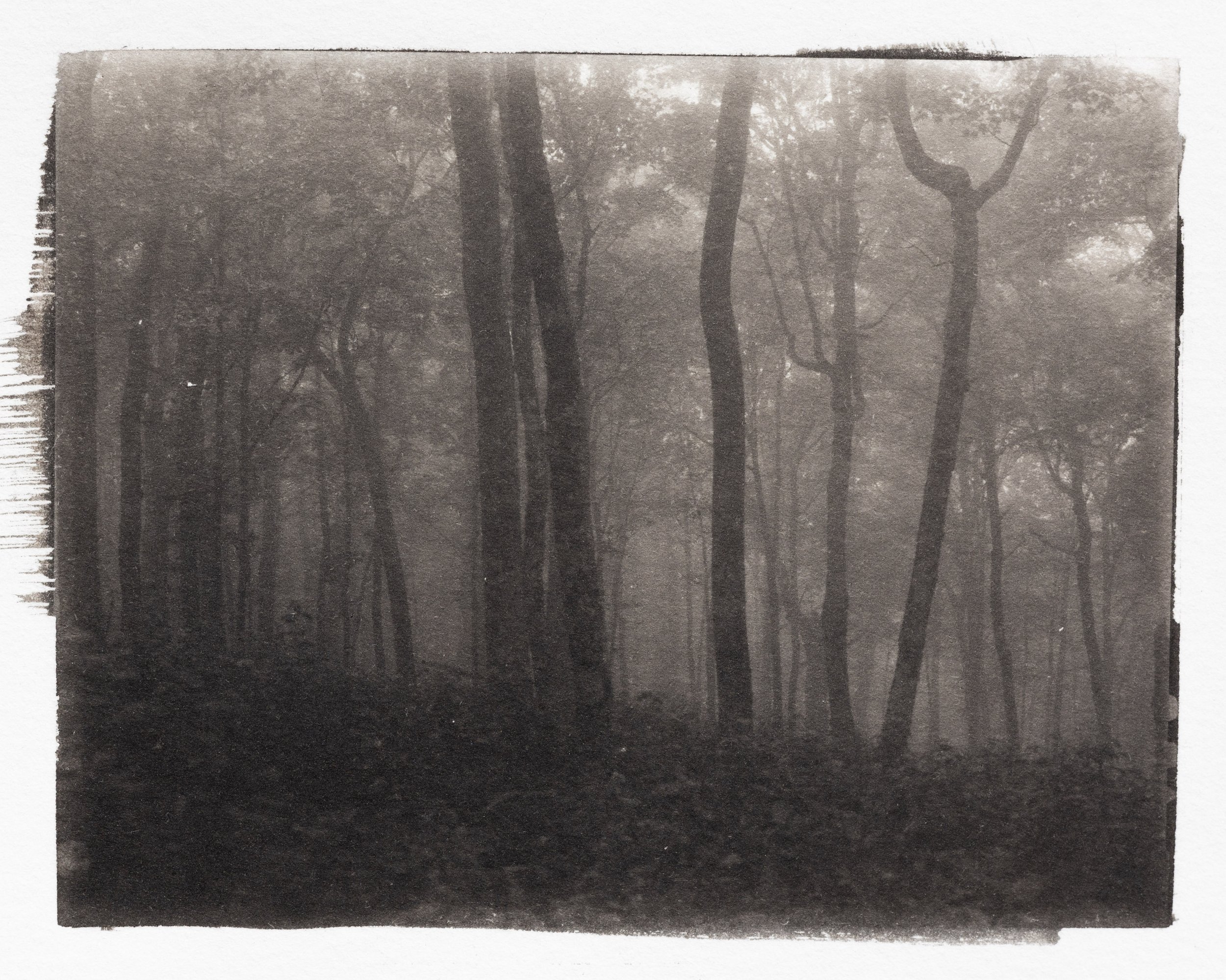 NC Woods 2.jpg