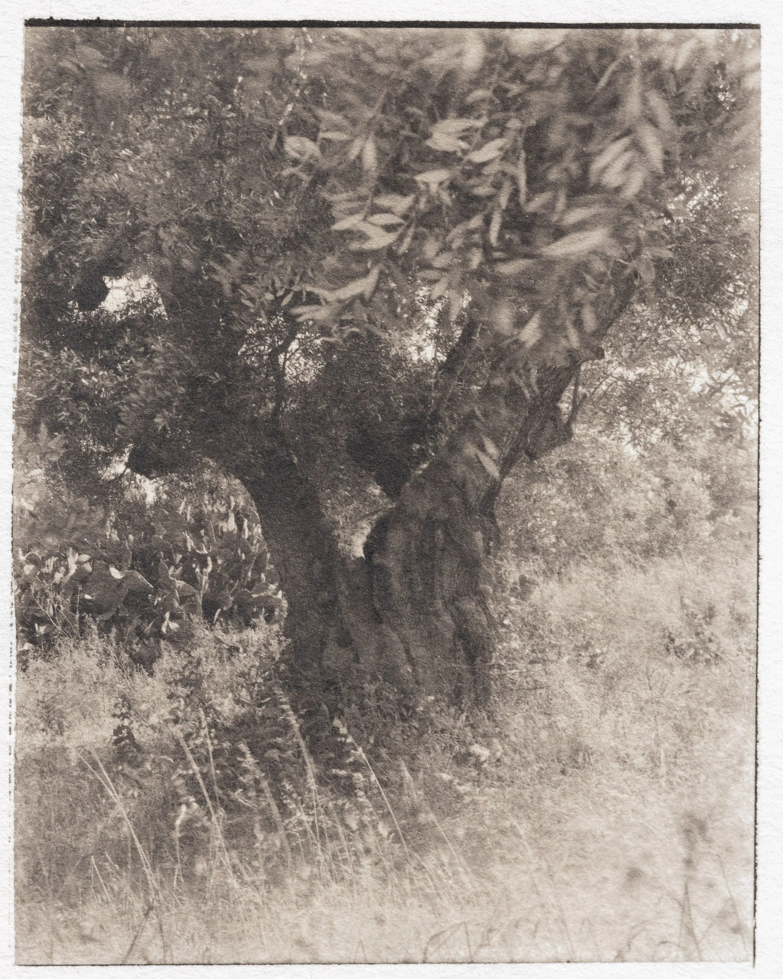 Under the olive tree.jpg