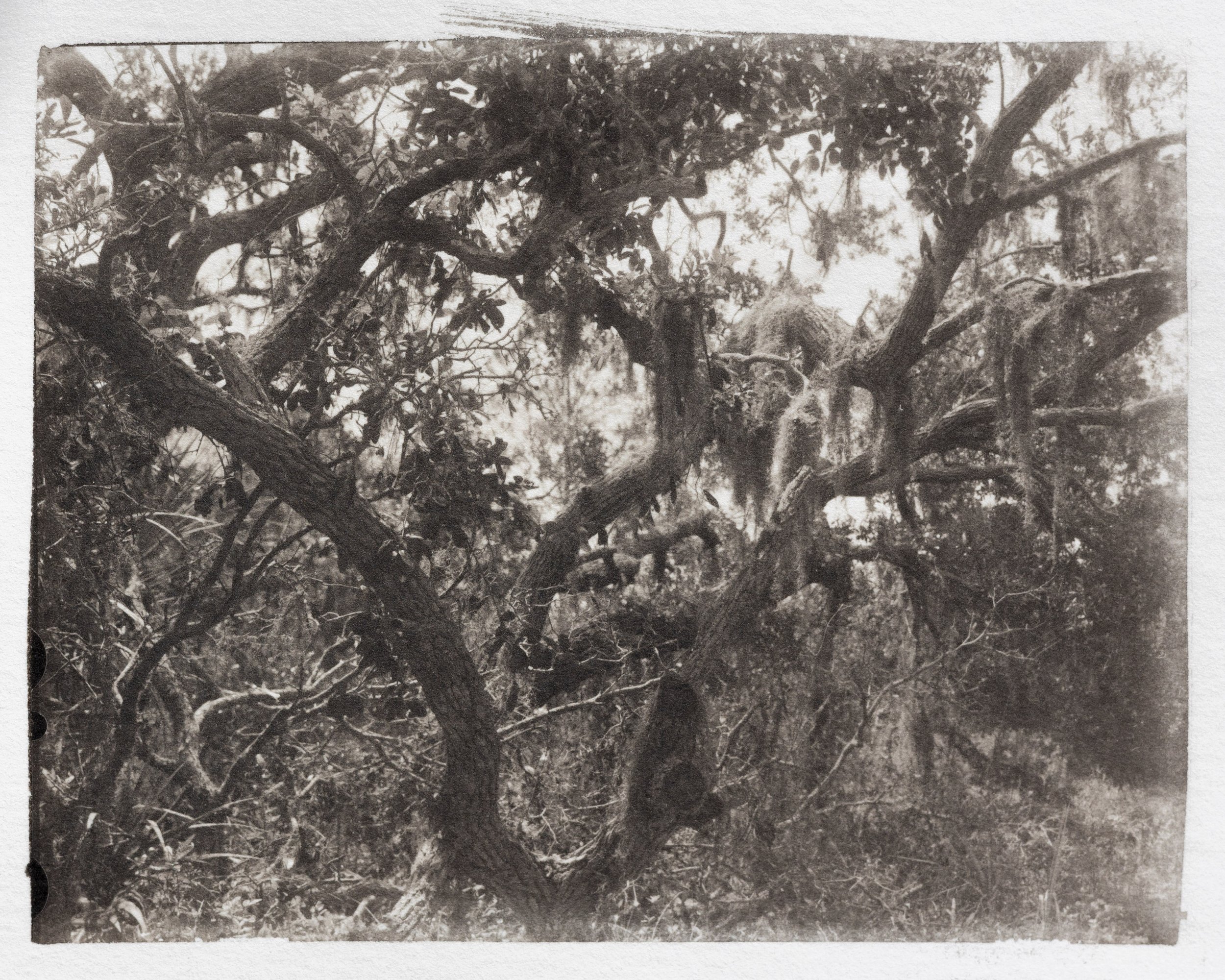 Florida Spanish Moss-2.jpg