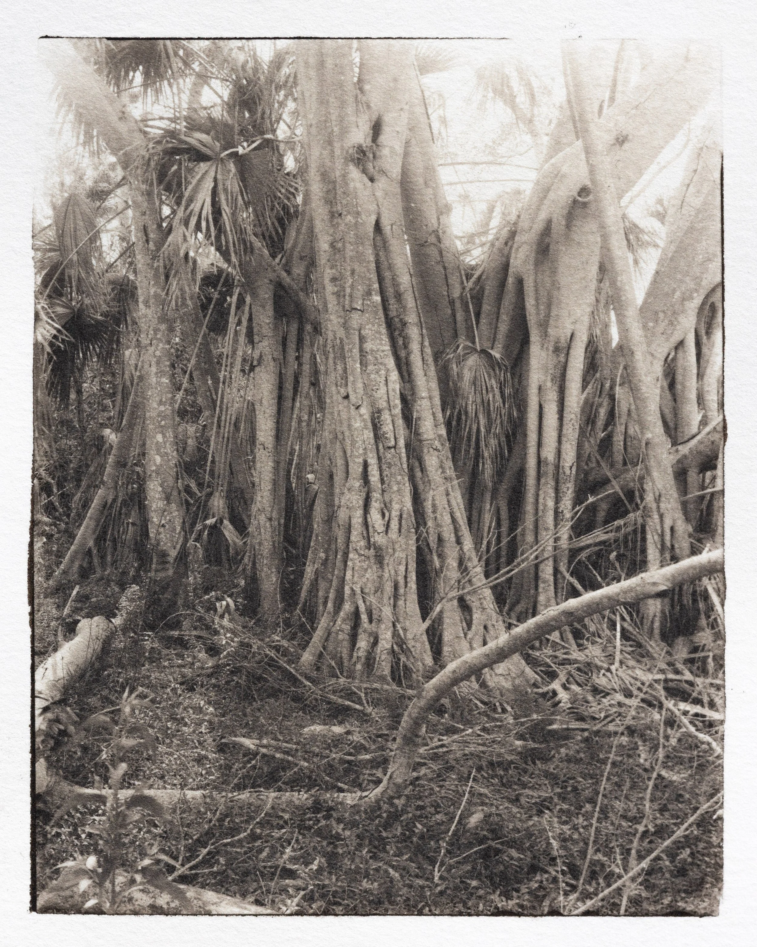 Florida Strangler Fig-3.jpg