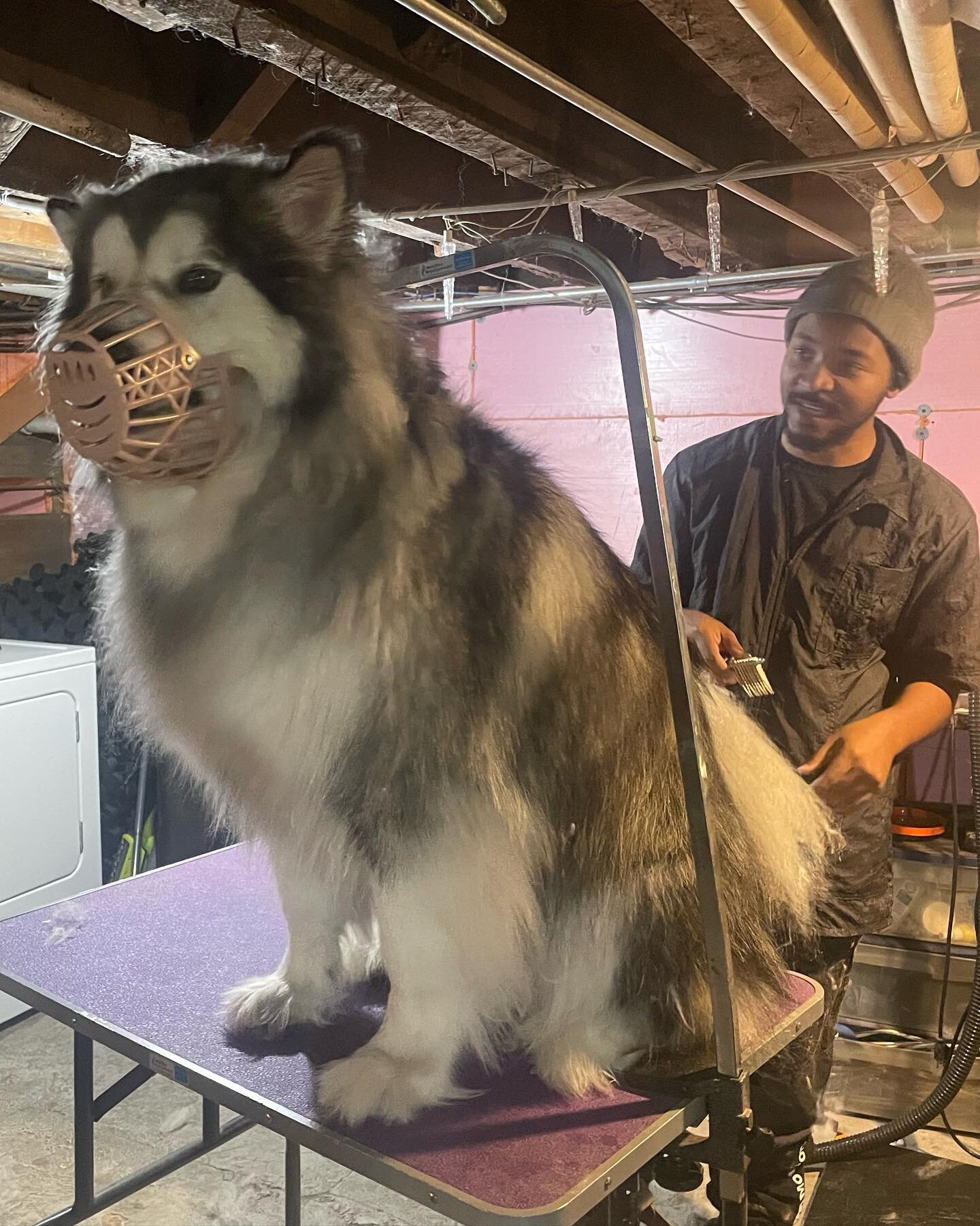 Book your next groom today for Monday 2/20/23 with rockstar groomer Deon!
.
.
.
.
#bowwowmeowpurrfessionalpetcare #bowwowbarkery #dogs #chicago #chicagodogs #Dogsofinstagram #cats #glutenfree #organic #petcare #pets #catsofinstagram #ubereats #doorda