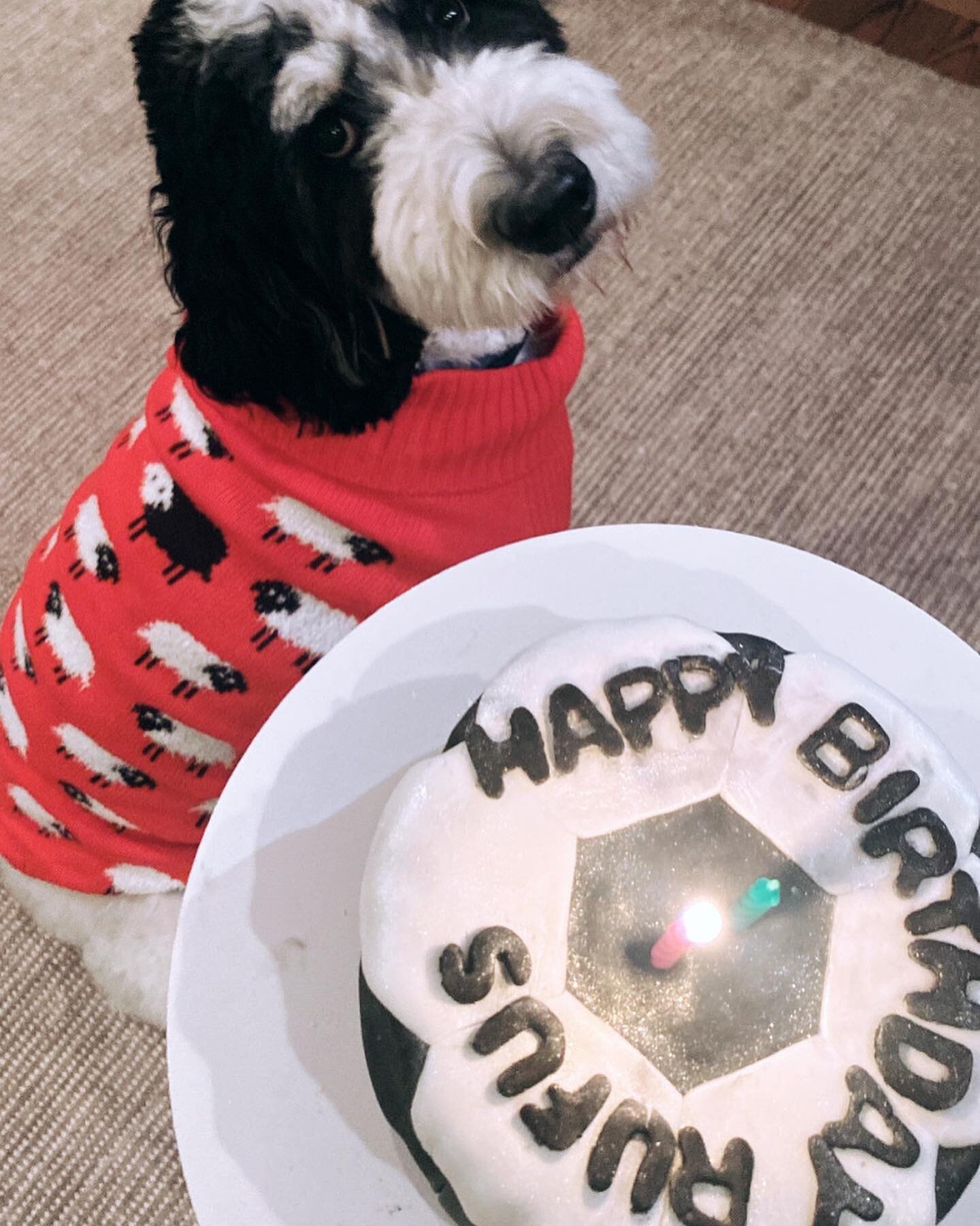 Rufus and his soccer ball cake ⚽️ 
.
He seemed to enjoy it ;) 
.
Order your celebration cake today either directly through me or on Uber Eats and DoorDash! 
.
.
.
.
#bowwowmeowpurrfessionalpetcare #bowwowbarkery #dogs #chicago #chicagodogs #Dogsofins