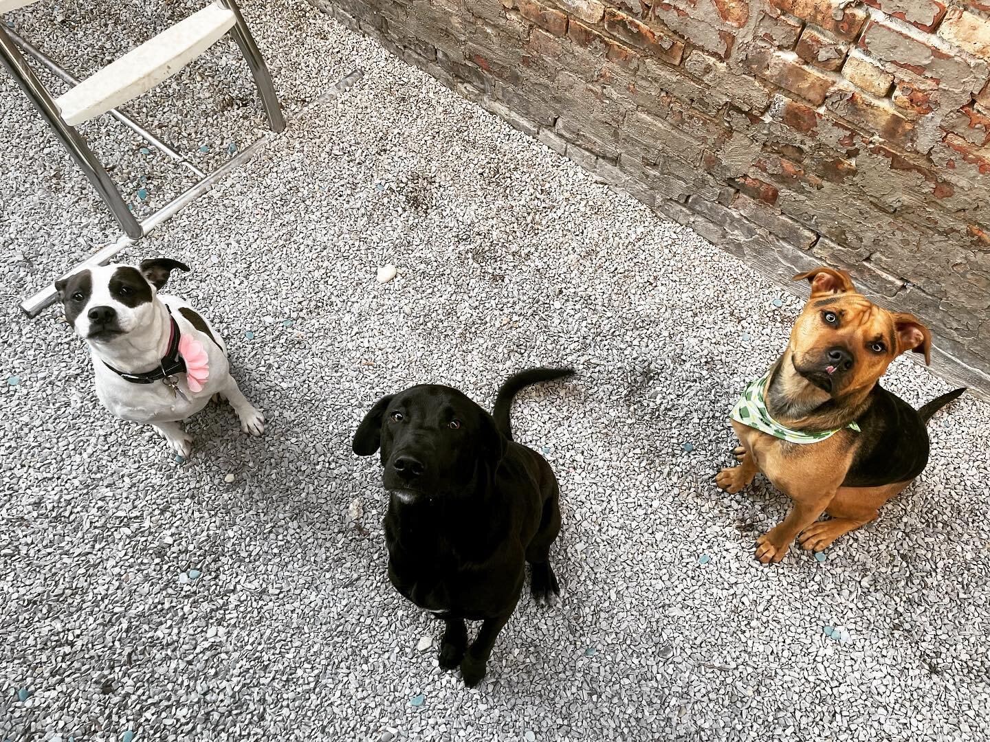Three stooges! Ramona, Debbie And Krypto stopped for a pose. Talk about hard work lololol 😅
.
.
.
.
#bowwowmeowpurrfessionalpetcare #bowwowbarkery #dogs #chicago #chicagodogs #Dogsofinstagram #cats #glutenfree #organic #petcare #pets #catsofinstagra
