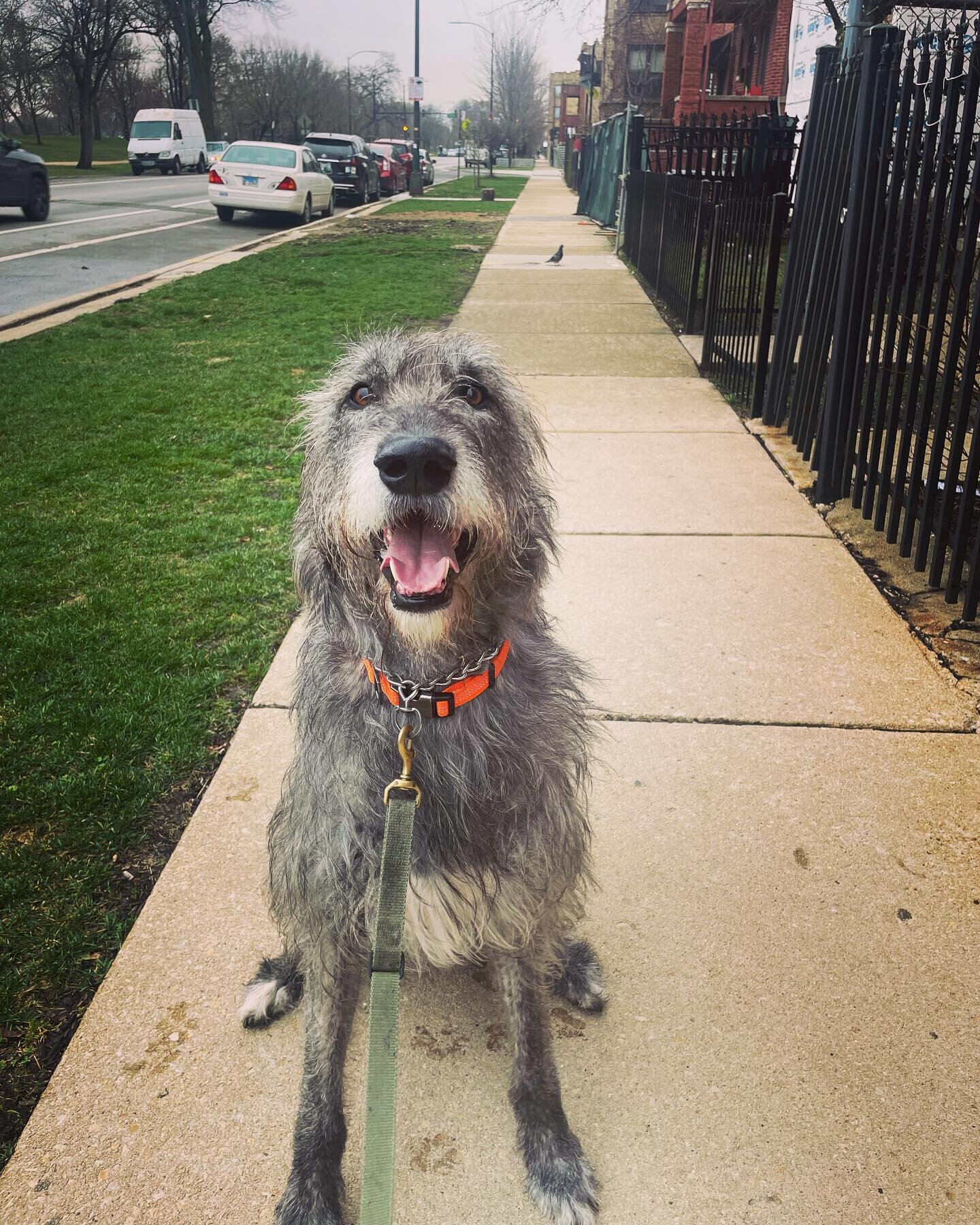 Wolfhound vibes! Finn
.
.
.
.
#bowwowmeowpurrfessionalpetcare  #bowwowbarkery #dogs #chicago #chicagodogs #Dogsofinstagram #cats #glutenfree #organic #petcare #pets #catsofinstagram #ubereats #doordash #dogtreats #chicagocats #catsarecool #catsruledo