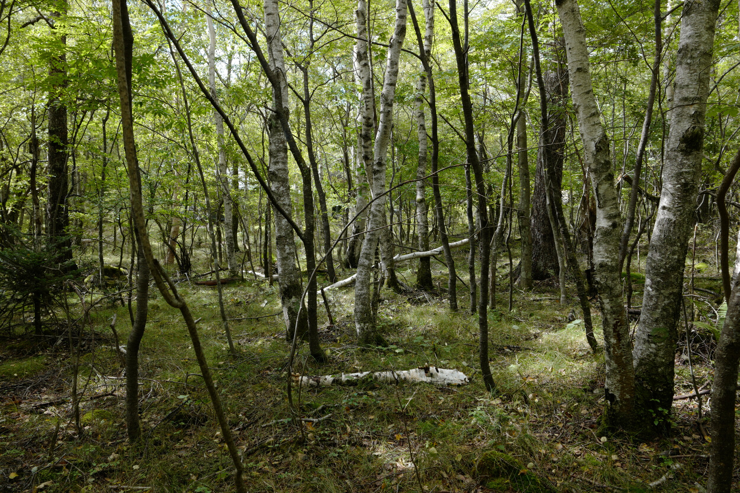  Surrounding Birch Forest  