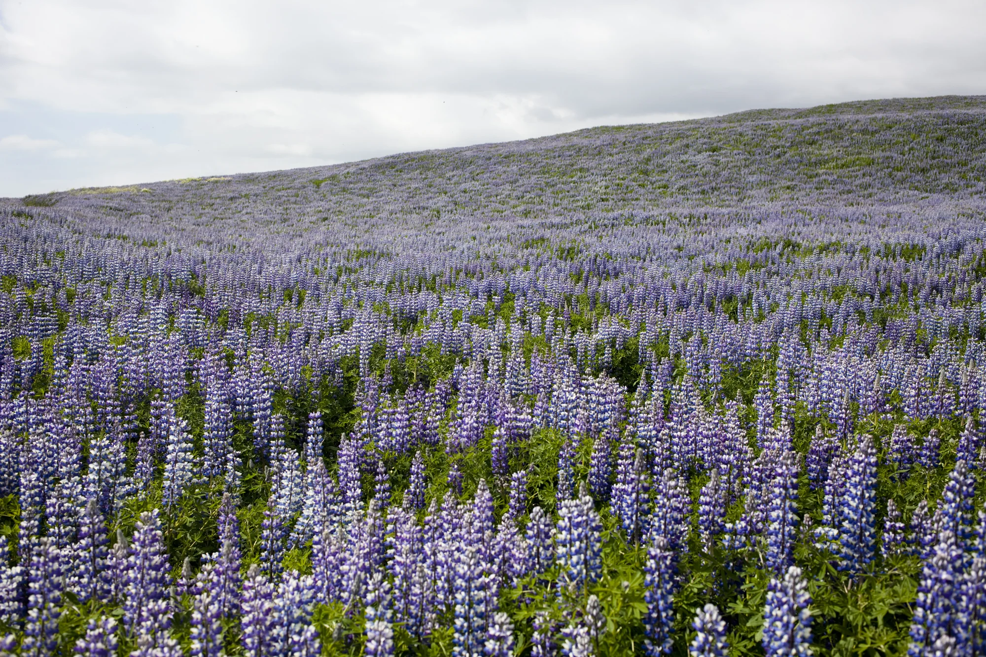 Iceland