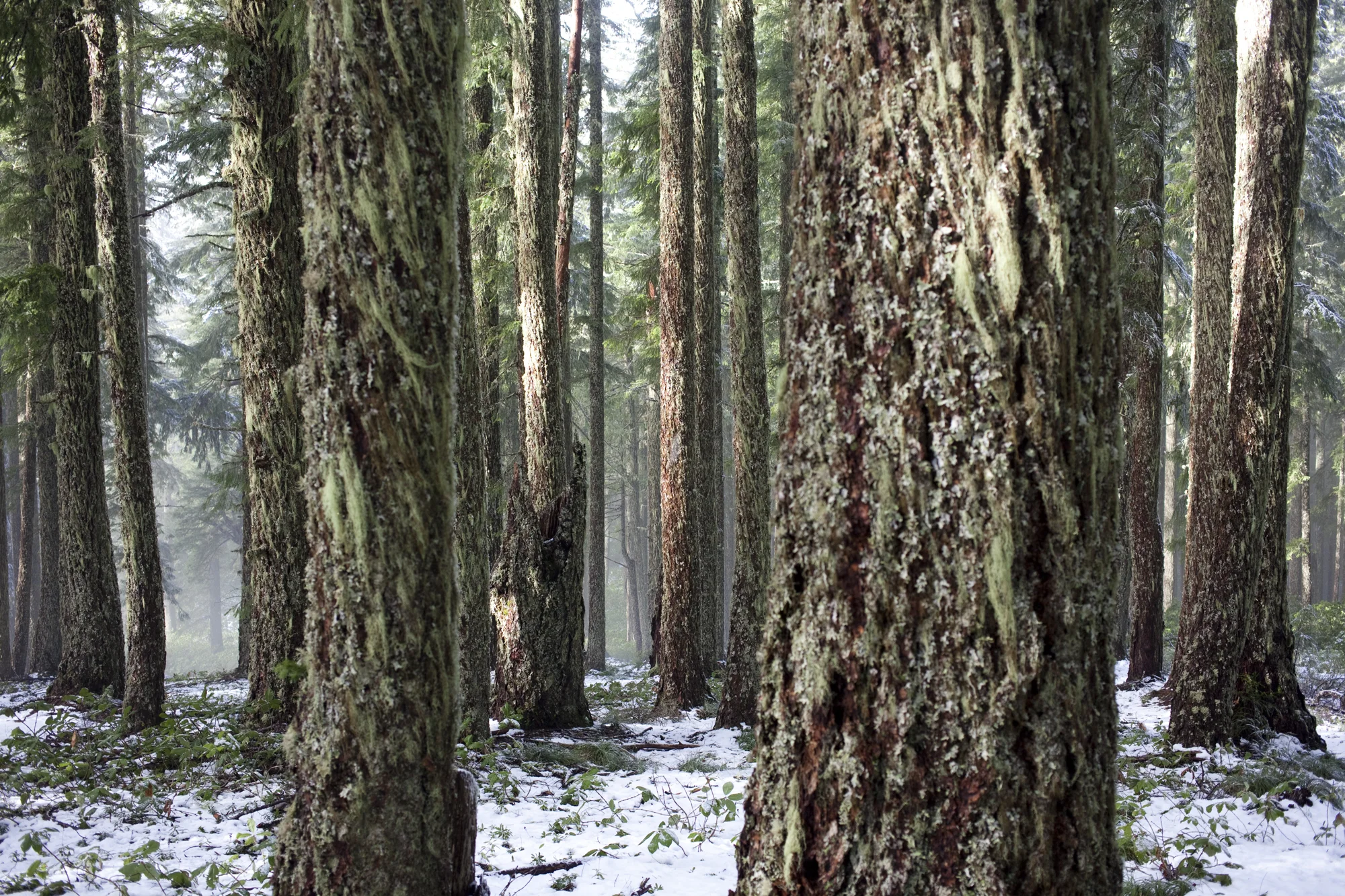 Oregon