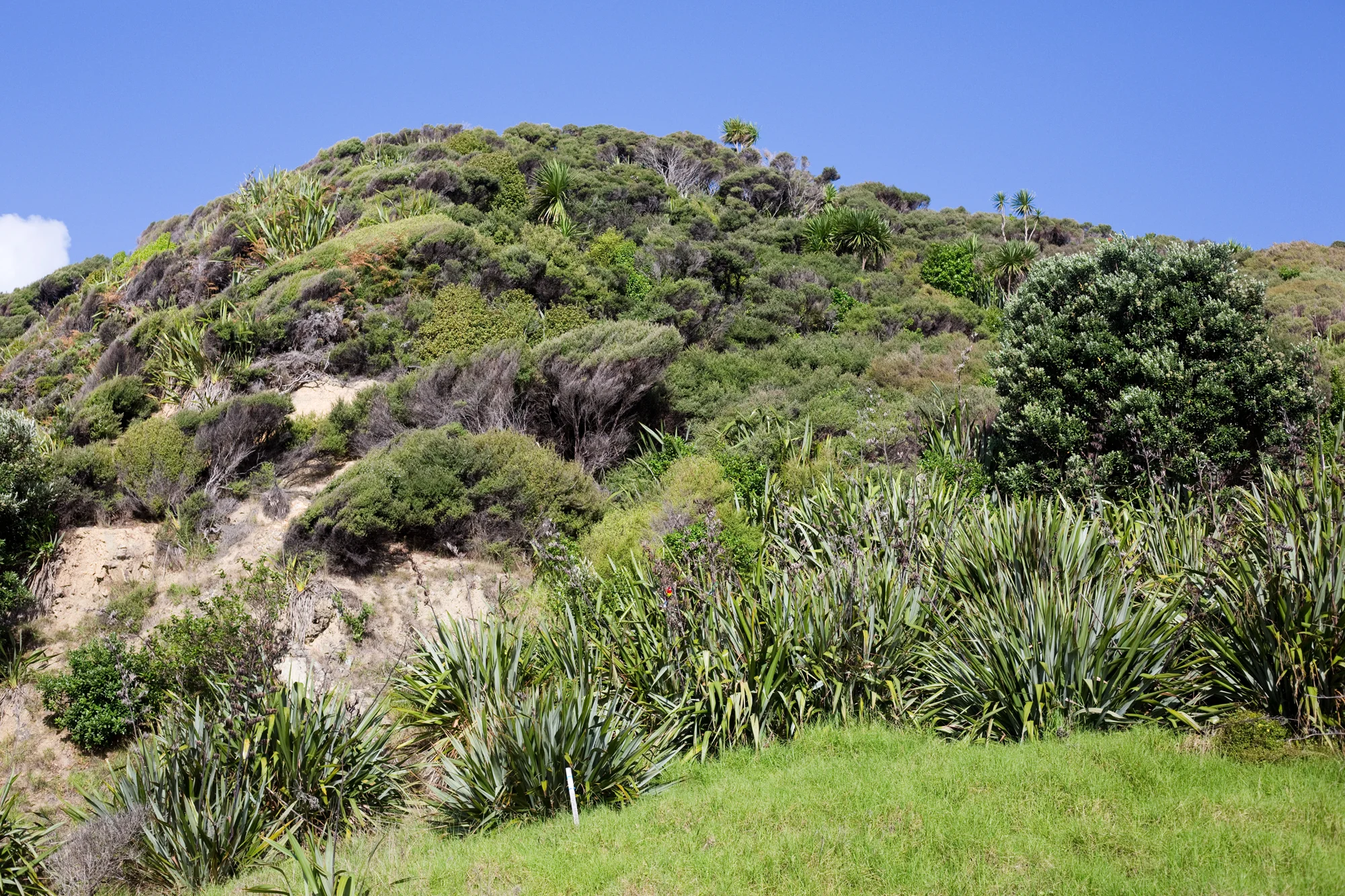 New Zealand