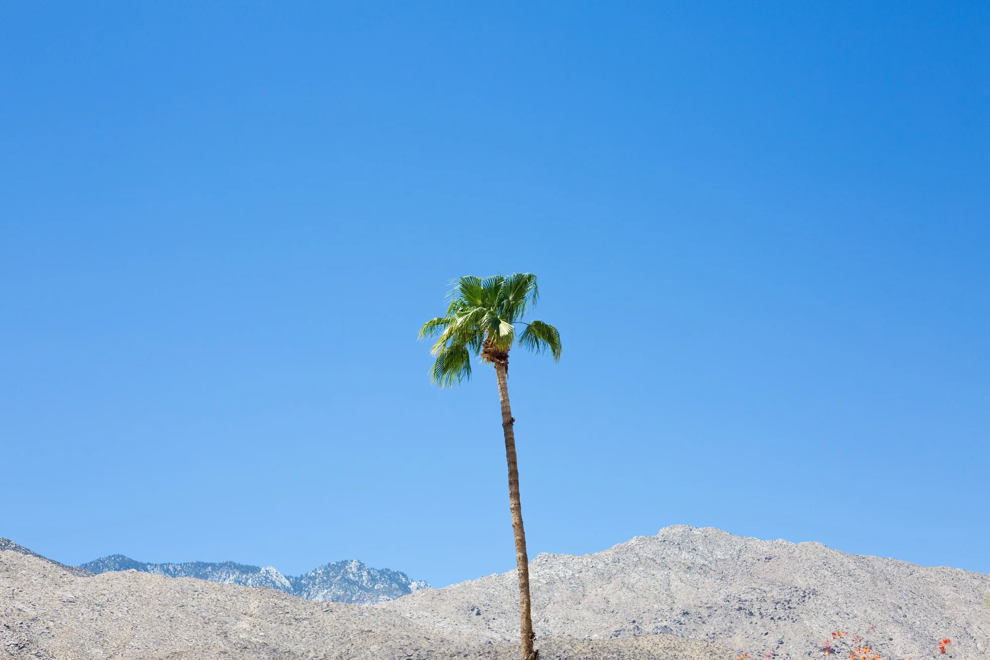 Palm Desert
