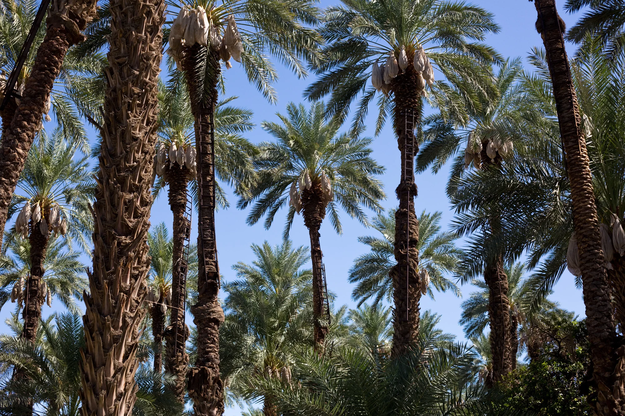 Indio, California