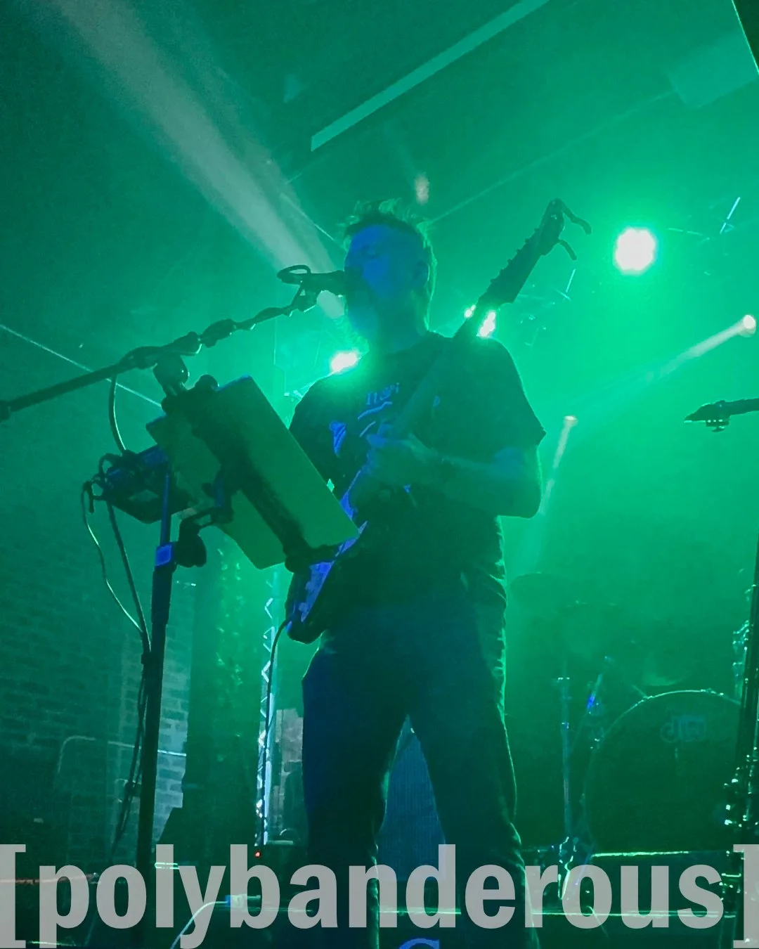 Polybanderous_1080x1350.jpg