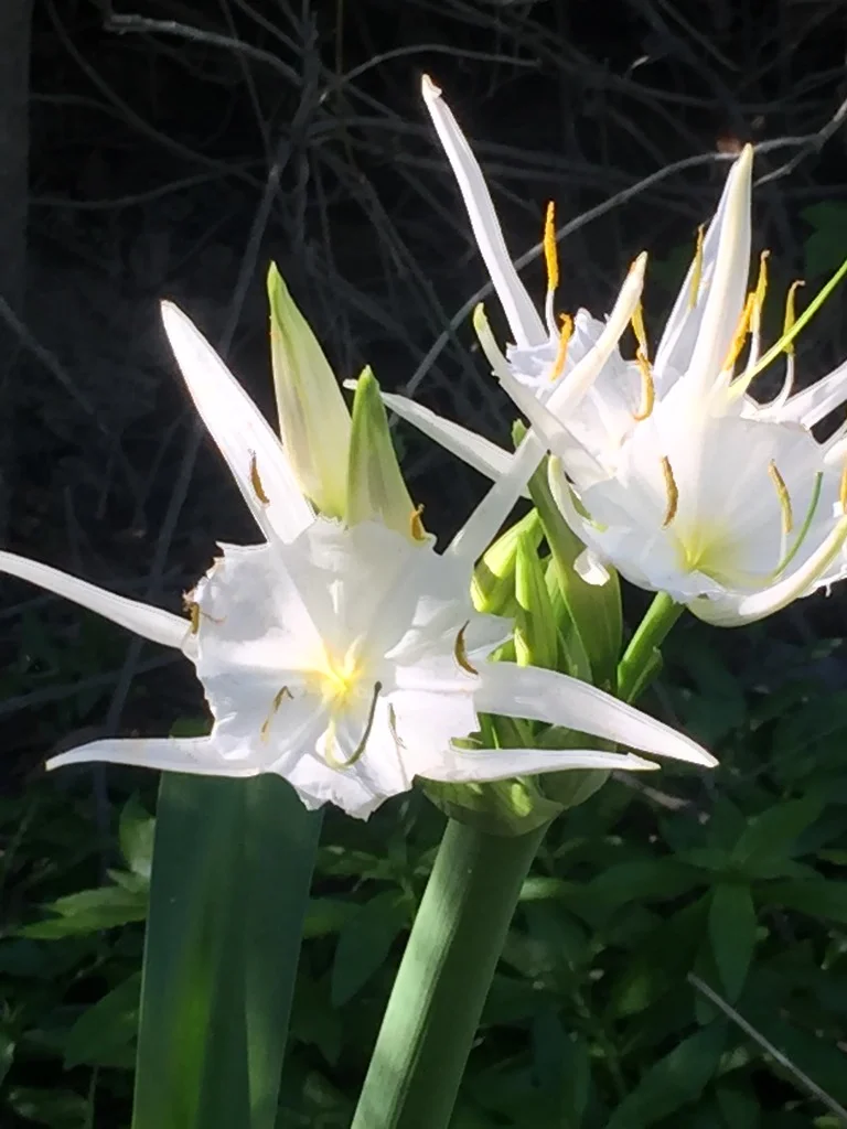 Swamp lily