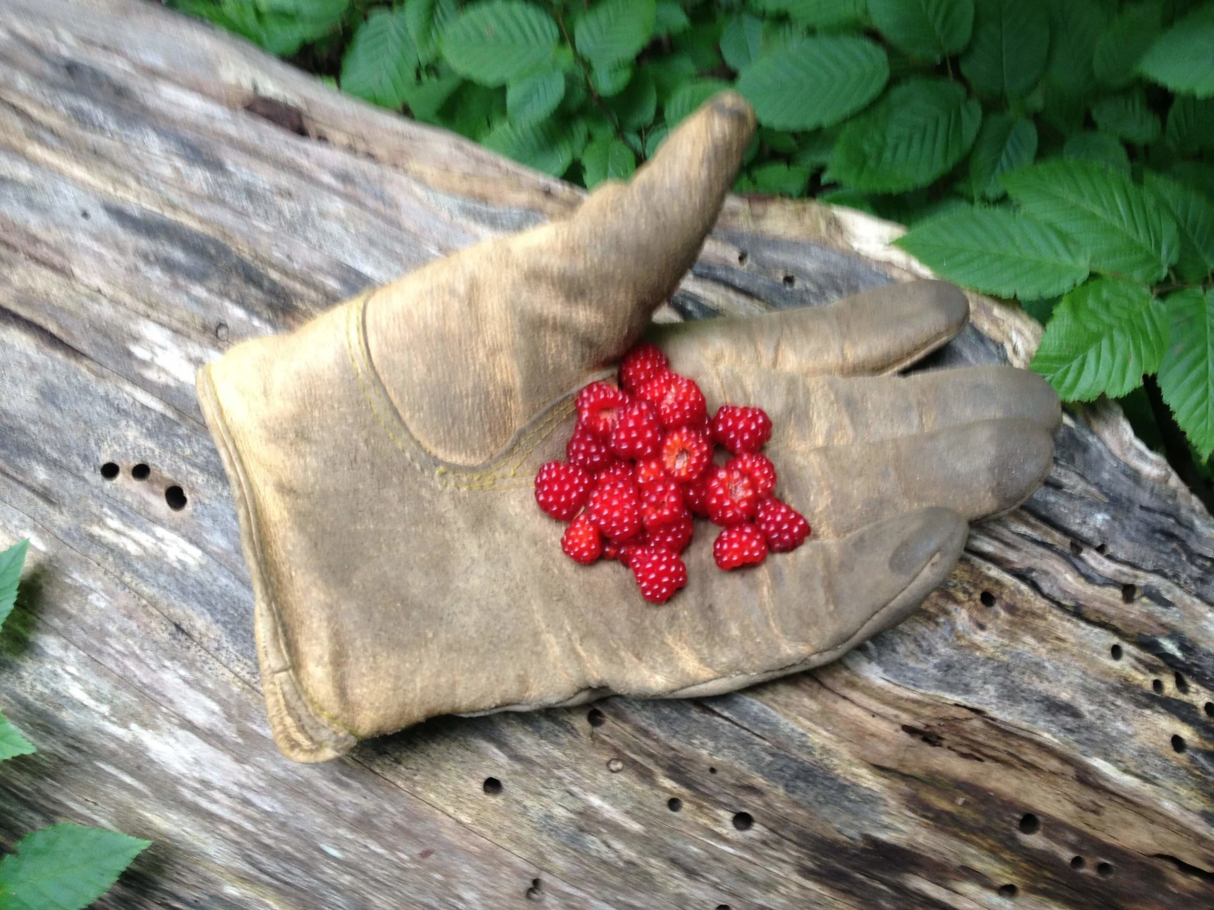  Crew Berry Break while building hiking trail 