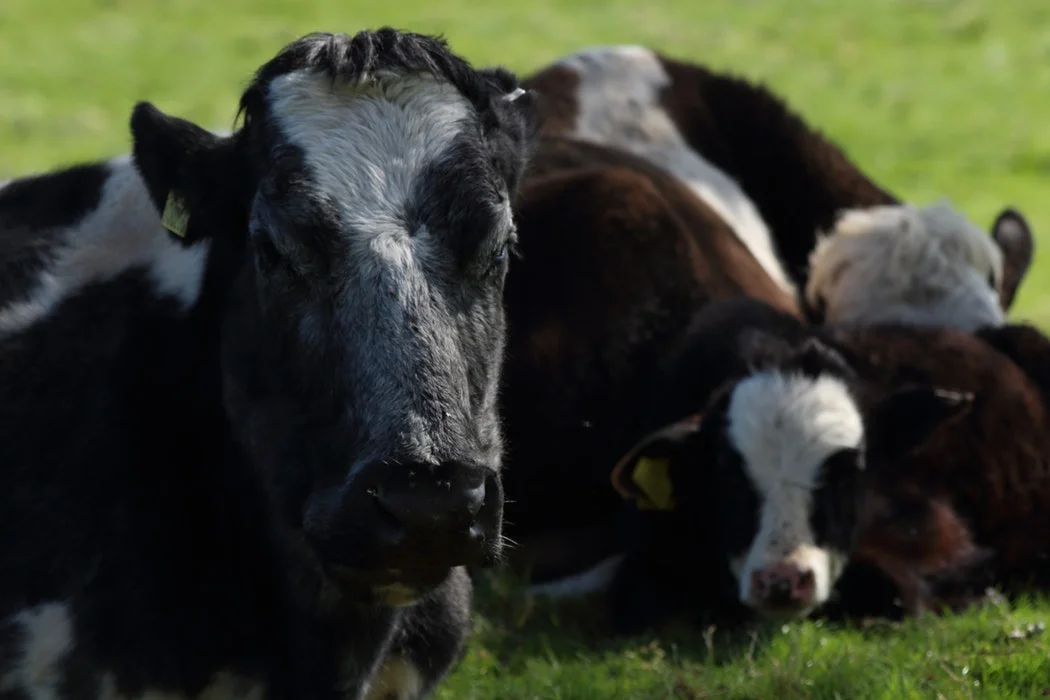 Drought-stricken farmers and ranchers have more time to replace livestock