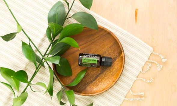Melaleuca (Tea Tree), the MIRACLE OIL!