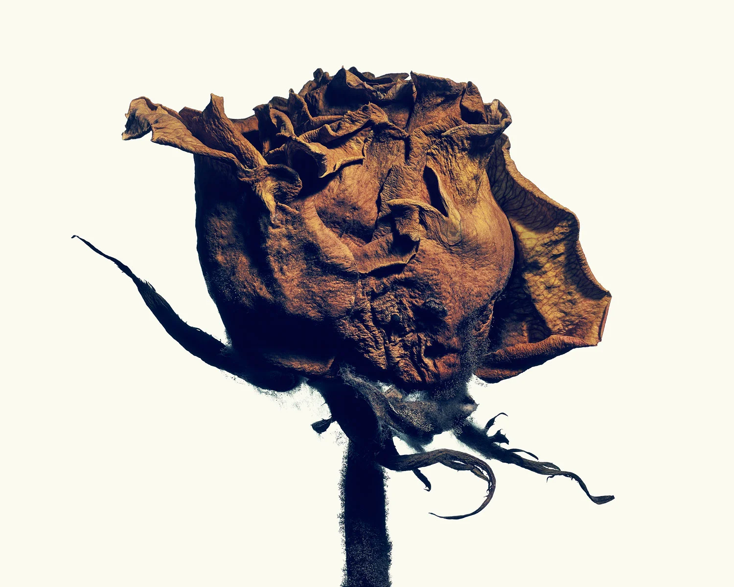 Plate 08_Rose #5