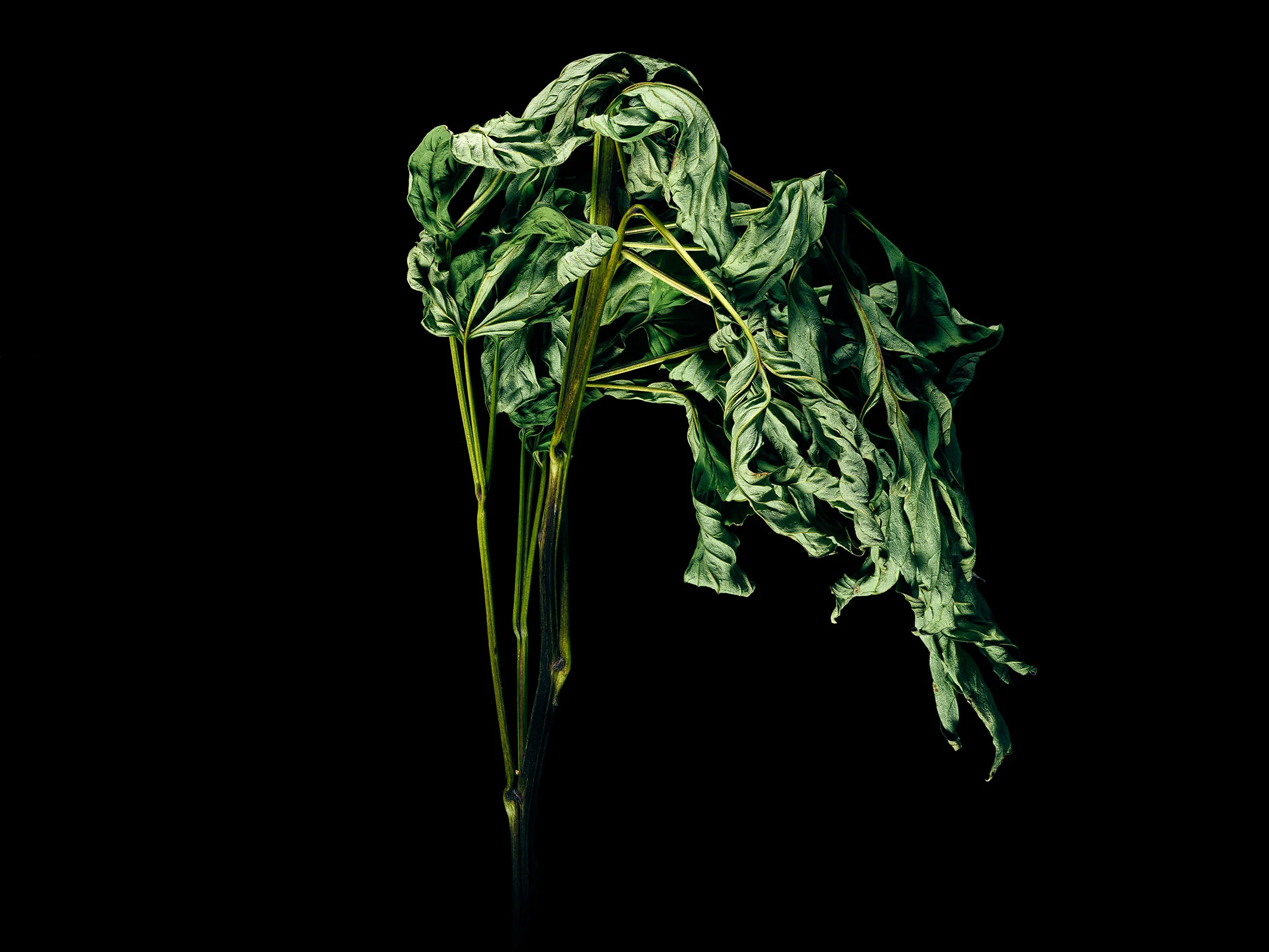 Peony Leaves #2