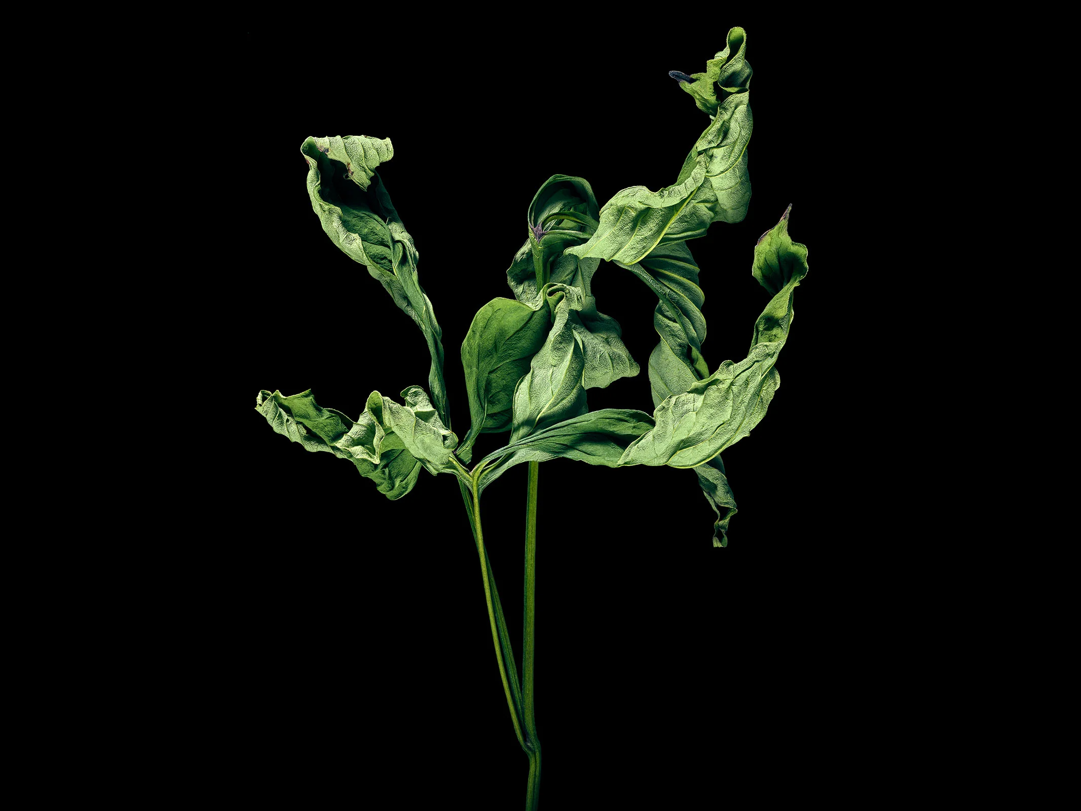 Peony Leaves #1