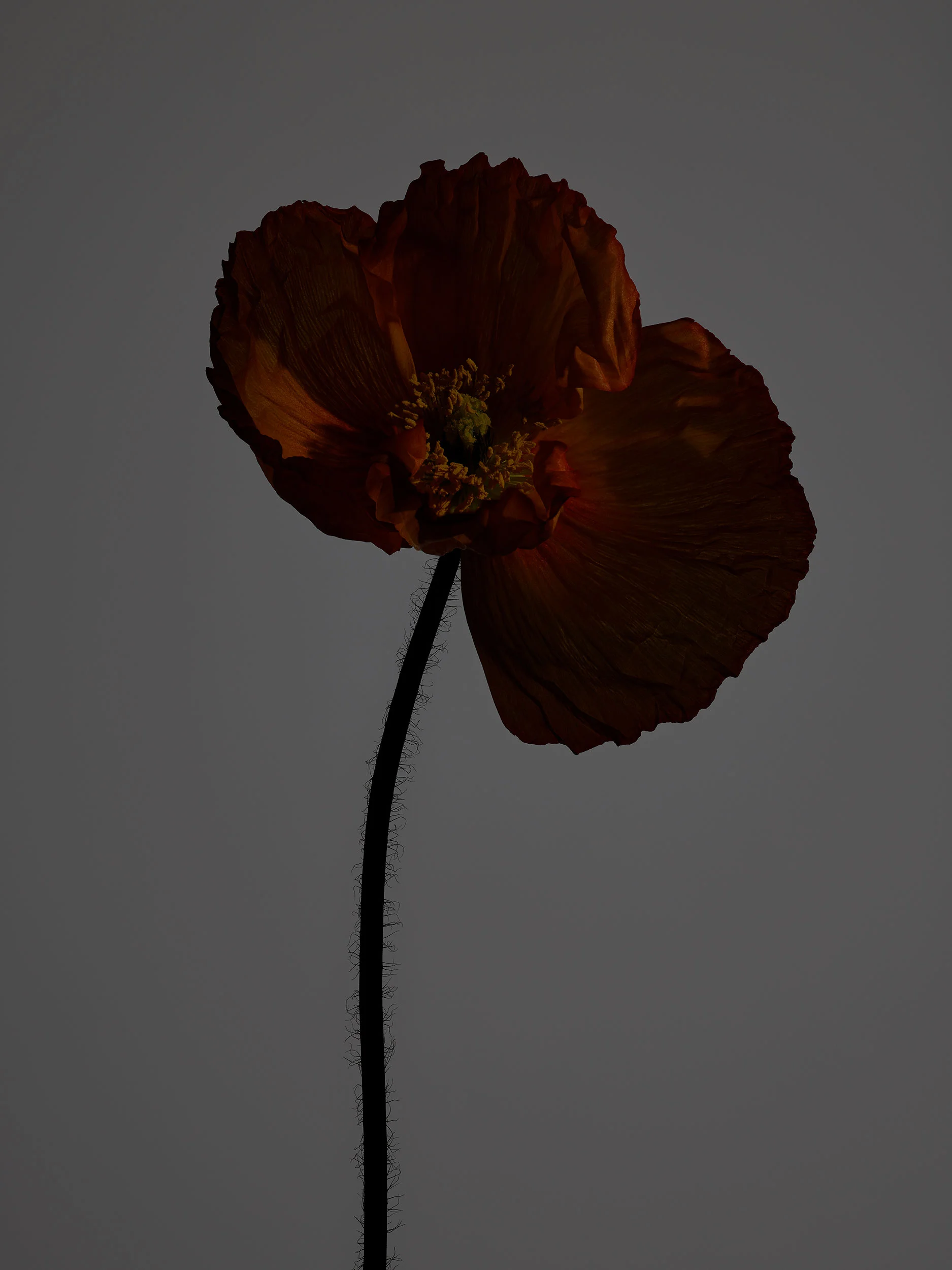 The Botanic Collection