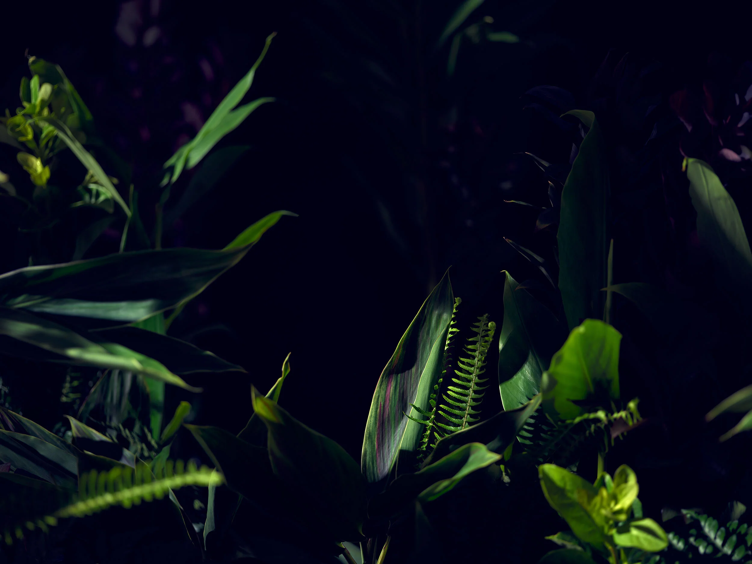 Botanical Shoot
