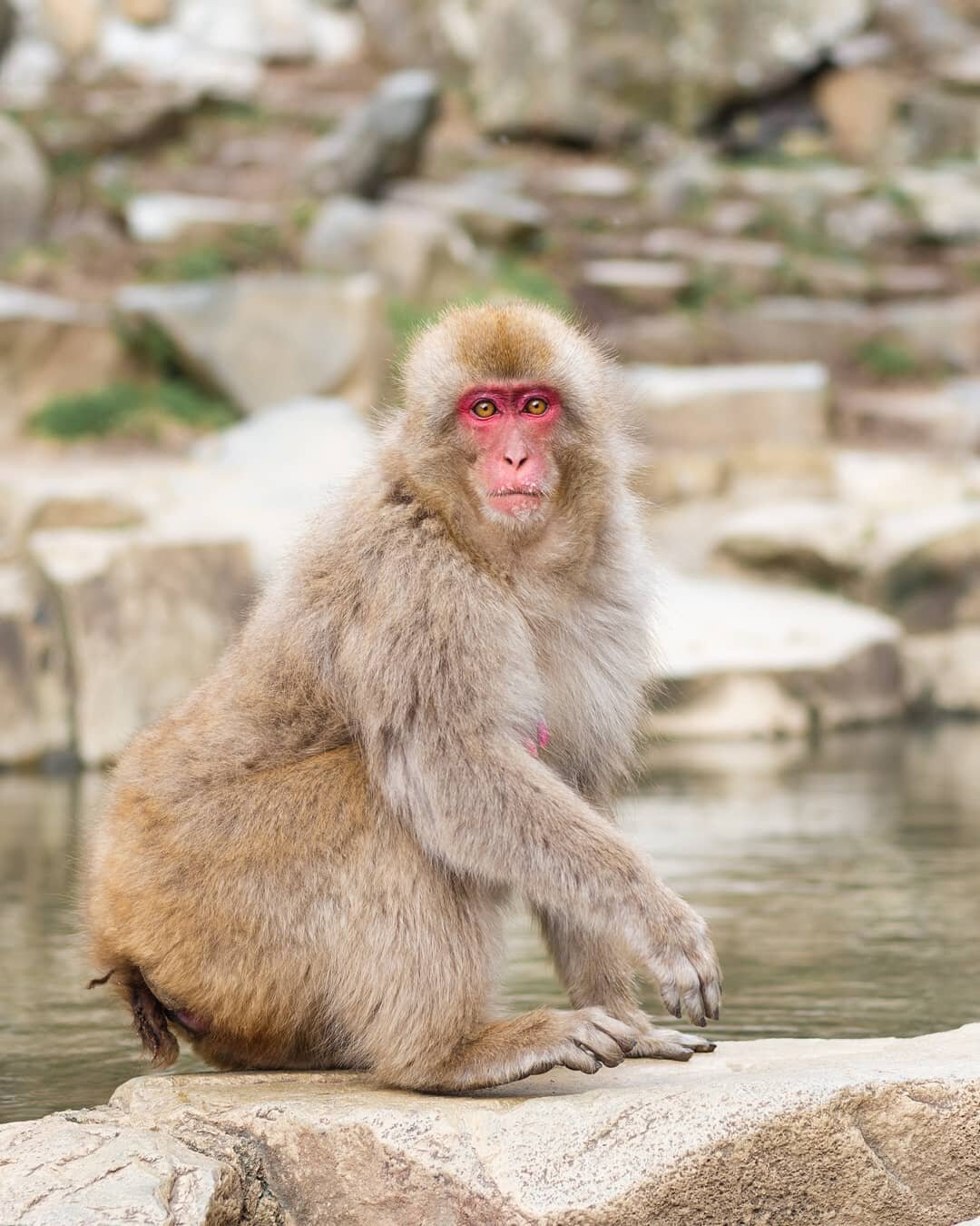 The reason we stayed in Yudanaka was to take Brandy to see the snow monkeys. He hadn't seen them before. This is a snow monkey, a Japanese Macaque, not Brandy. Last time we were here a young monkey pooped at Michelle's feet. The time before that a yo