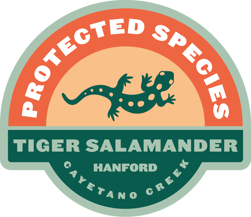 ProtectedSpecies__Salamander.png
