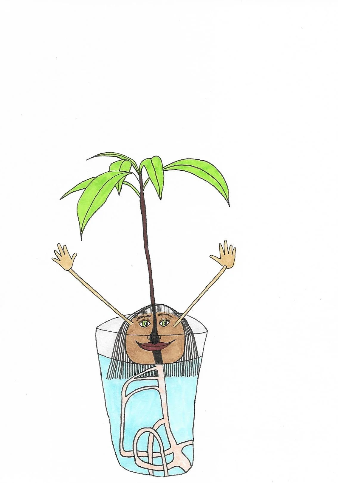 Avocado.jpg