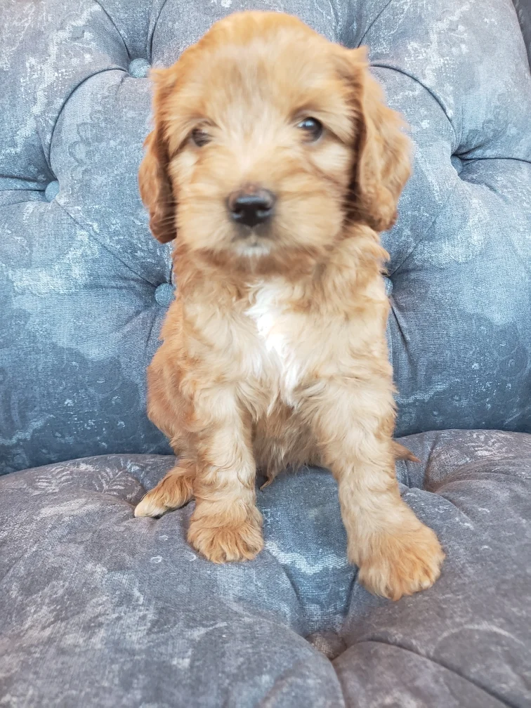 Reggie - SOLD