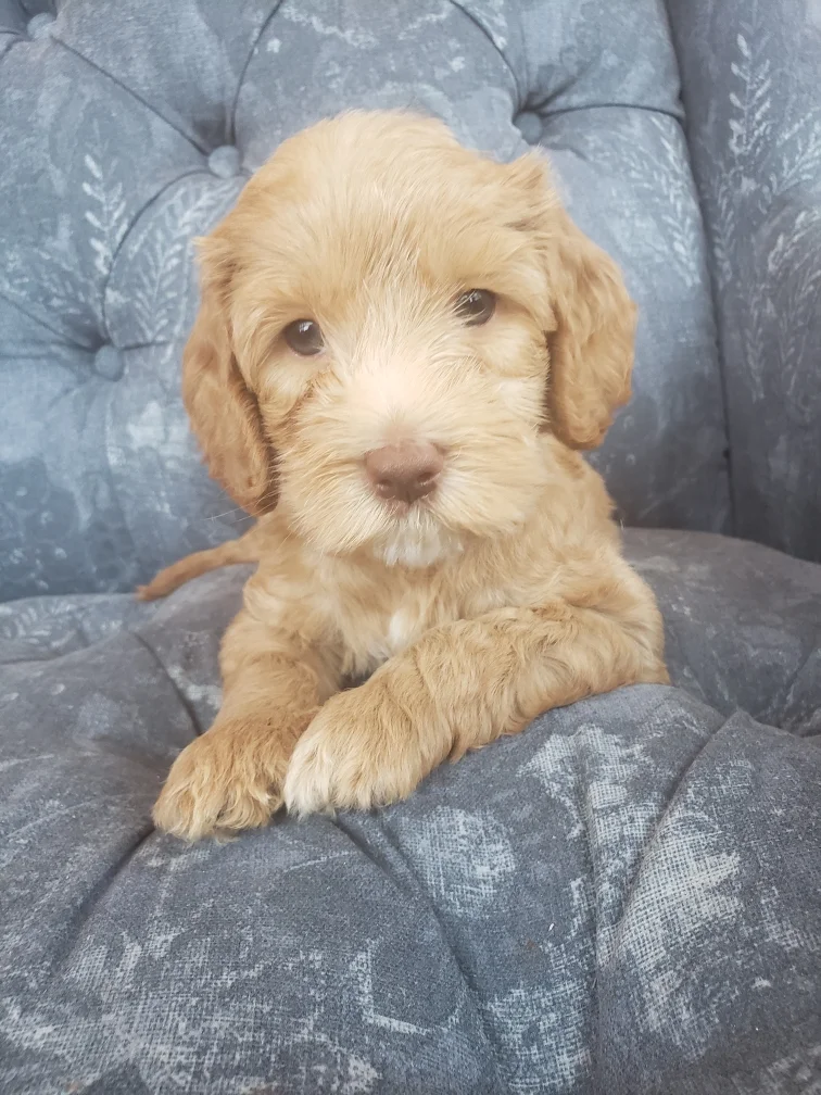 Bailey - SOLD