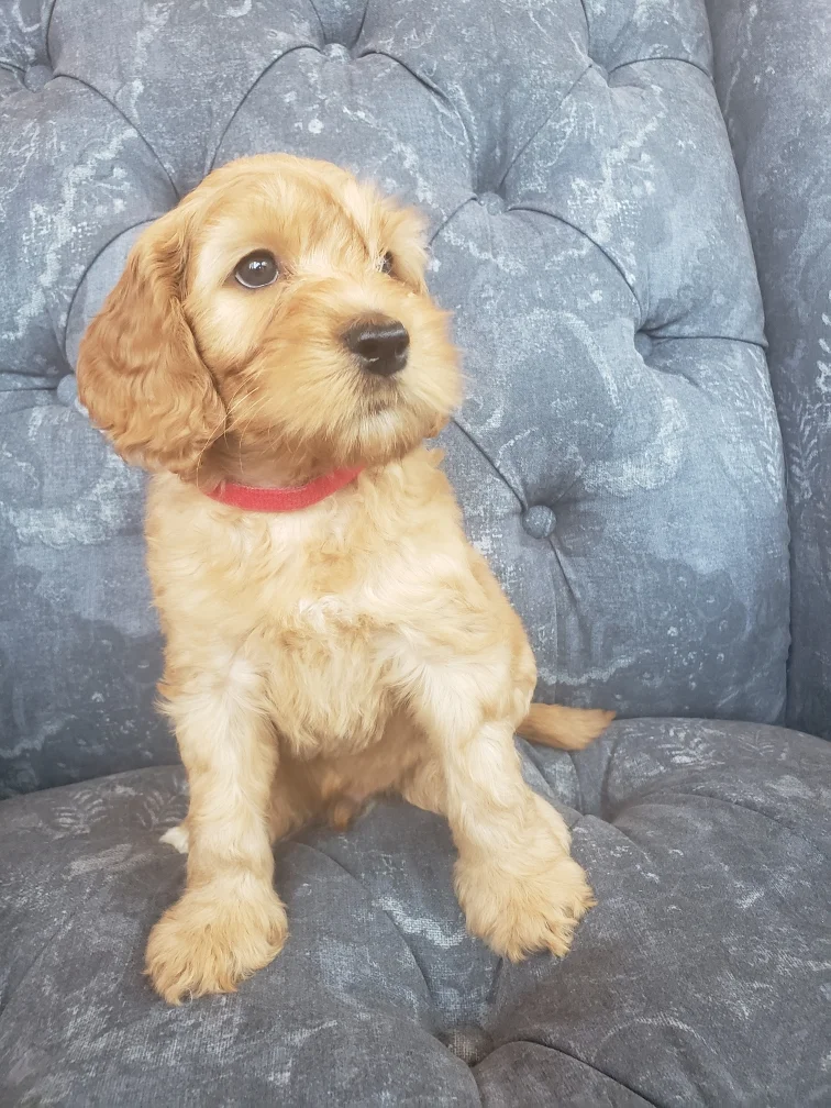 Tucker - SOLD