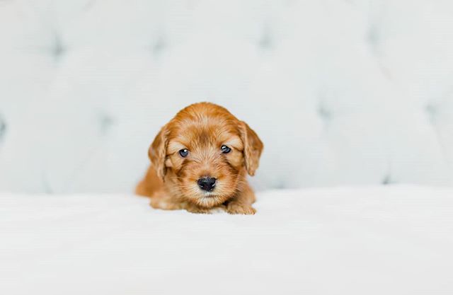 Luna - ambitious, friendly, and super cute doing it all. .
.
.
.
.
.
.
.
.
.
.
.
.
.
.
#pdxlabradoodles #puppiesforsale #puppies #labradoodlenation #labradoodlepuppies #dogsofinstagram #dogpile #labradoodlesofinstagram #puppylove #doodlelove #doodling #australianlabradoodle #miniatureaustralianlabradoodle #labradoodlesofinsta #labradoodlenation #puppiesofinstagram #snuggle #sustainablebreeding #healthtested #healthguarantee #nonshedding #hypoallergenic #newbornpuppies