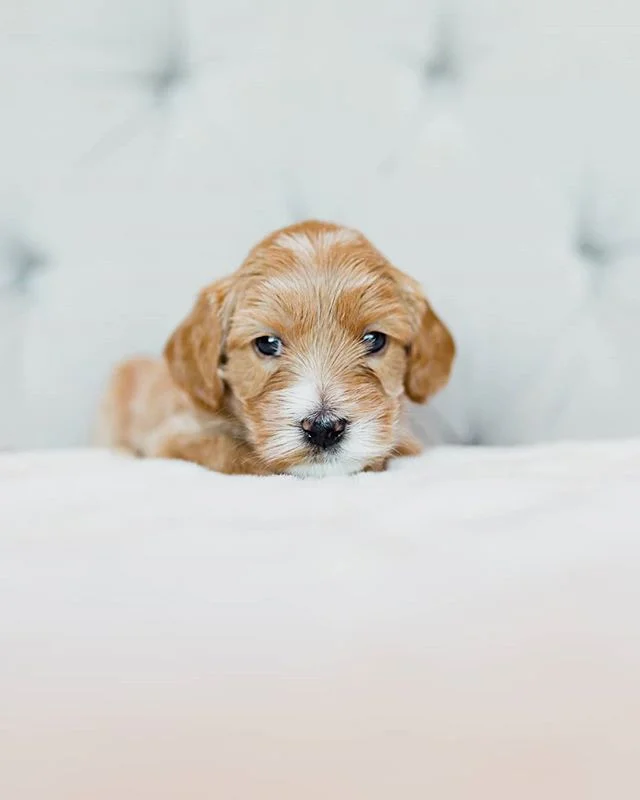 Maui - eager to please and happy go lucky, this little guy is super laid back. .
.
.
.
.
.
.
.
.
.
.
.
.
.
.
#pdxlabradoodles #puppiesforsale #puppies #labradoodlenation #labradoodlepuppies #dogsofinstagram #dogpile #labradoodlesofinstagram #puppylove #doodlelove #doodling #australianlabradoodle #miniatureaustralianlabradoodle #labradoodlesofinsta #labradoodle #puppiesofinstagram #snuggle #sustainablebreeding #healthtested #healthguarantee #nonshedding #hypoallergenic #newbornpuppies
