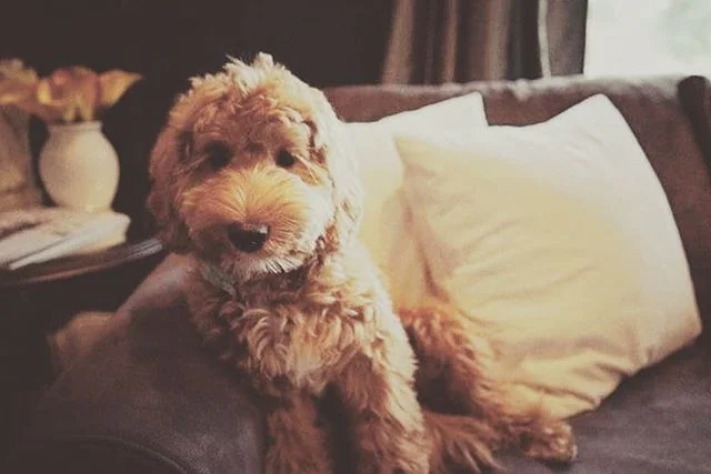 Missy makes the most out of those puppy dog eyes. .
.
.
.
.
.
.
.
.
.
.
.
.
.
.
#pdxlabradoodles #puppiesforsale #puppies #labradoodlenation #labradoodlepuppies #dogsofinstagram #dogpile #labradoodlesofinstagram #puppylove #doodlelove #doodling #australianlabradoodle #miniatureaustralianlabradoodle #labradoodlesofinsta #labradoodle #puppiesofinstagram #snuggle #sustainablebreeding #healthtested #healthguarantee #nonshedding #hypoallergenic #newbornpuppies