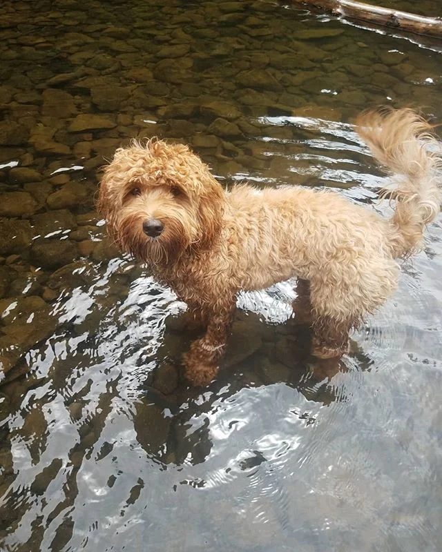 Missy loves a little adventure! Swimming at Young's River Falls in Astoria, Oregon. .
.
.
.
.
.
.
.
.
.
.
.
#pdxlabradoodles #puppiesforsale #puppies #labradoodlenation #labradoodlepuppies #dogsofinstagram #dogpile #labradoodlesofinstagram #puppylove #doodlelove #doodling #australianlabradoodle #miniatureaustralianlabradoodle #labradoodlesofinsta #labradoodle #healthtested #healthguarantee #nonshedding #hypoallergenic #newbornpuppies #oregoncoast #adventuretime #adventure #sustainablebreeding