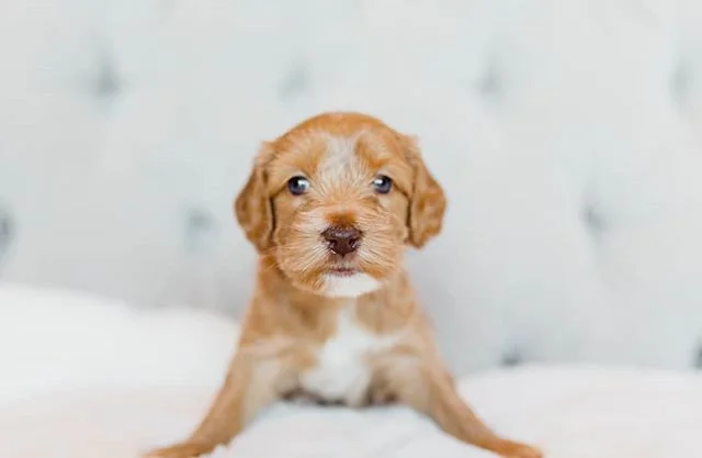 Skye - pretty blue eyes, super soft coat, and a heart of gold. .
.
.
.
.
.
.
.
.
.
.
.
#pdxlabradoodles #puppiesforsale #puppies #labradoodlenation #labradoodlepuppies #dogsofinstagram #dogpile #labradoodlesofinstagram #puppylove #doodlelove #doodling #australianlabradoodle #miniatureaustralianlabradoodle #labradoodlesofinsta #labradoodle #healthtested #healthguarantee #nonshedding #hypoallergenic #newbornpuppies #snuggle #sustainablebreeding