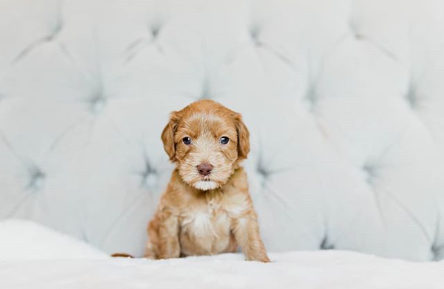 Bailey - wise beyond his weeks, observing the world and sneaking in as many snuggles as he can. .
.
.
.
.
.
.
.
.
.
.
.
.
#pdxlabradoodles #puppiesforsale #puppies #labradoodlenation #labradoodlepuppies #dogsofinstagram #dogpile #labradoodlesofinstagram #puppylove #doodlelove #doodling #australianlabradoodle #miniatureaustralianlabradoodle #labradoodlepuppies #dogsofinstagram #labradoodlesofinsta #labradoodle #healthtested #healthguarantee #nonshedding #hypoallergenic #newbornpuppies
