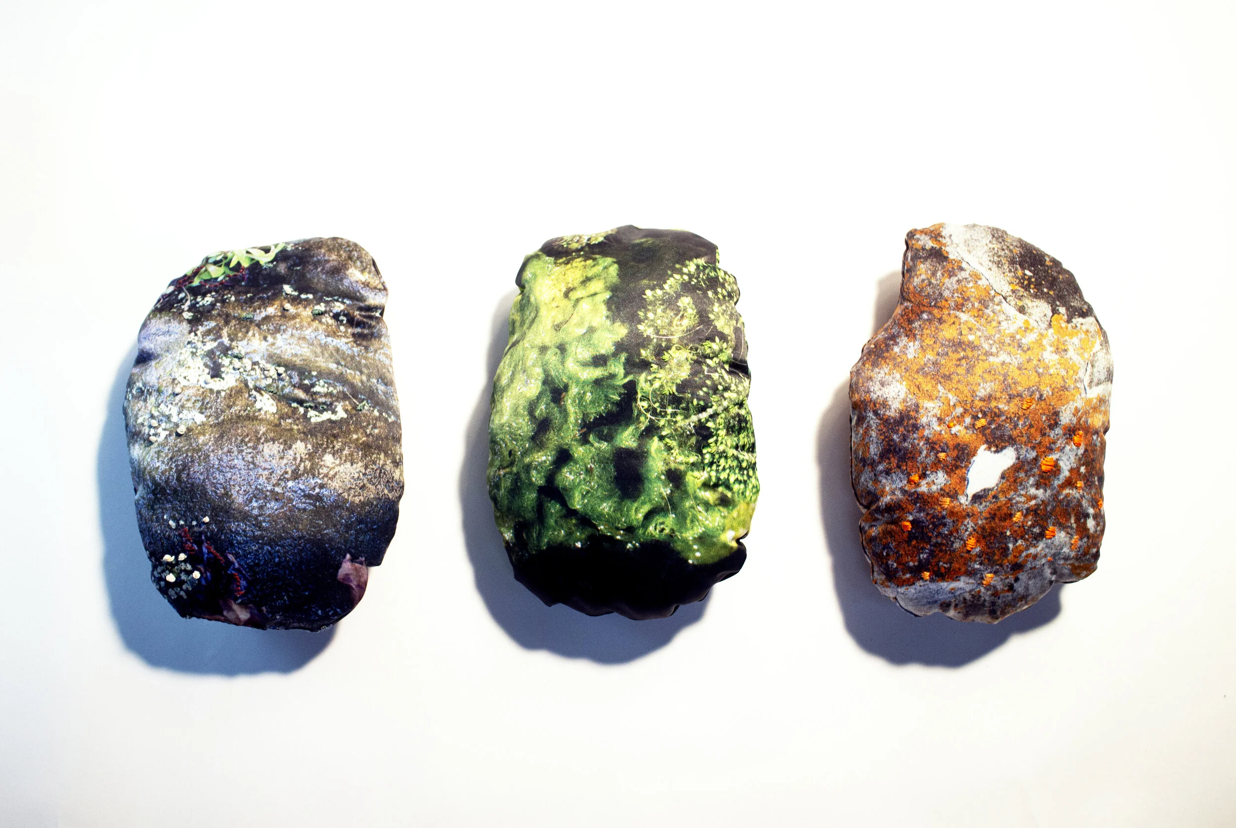 Clovelley Mossys 2019 .jpg