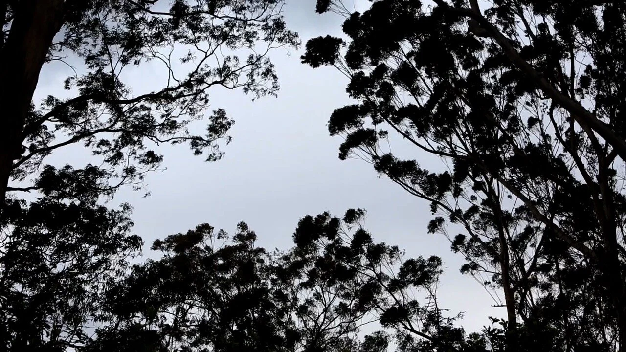 Future Windy Trees (video still) THS.jpg