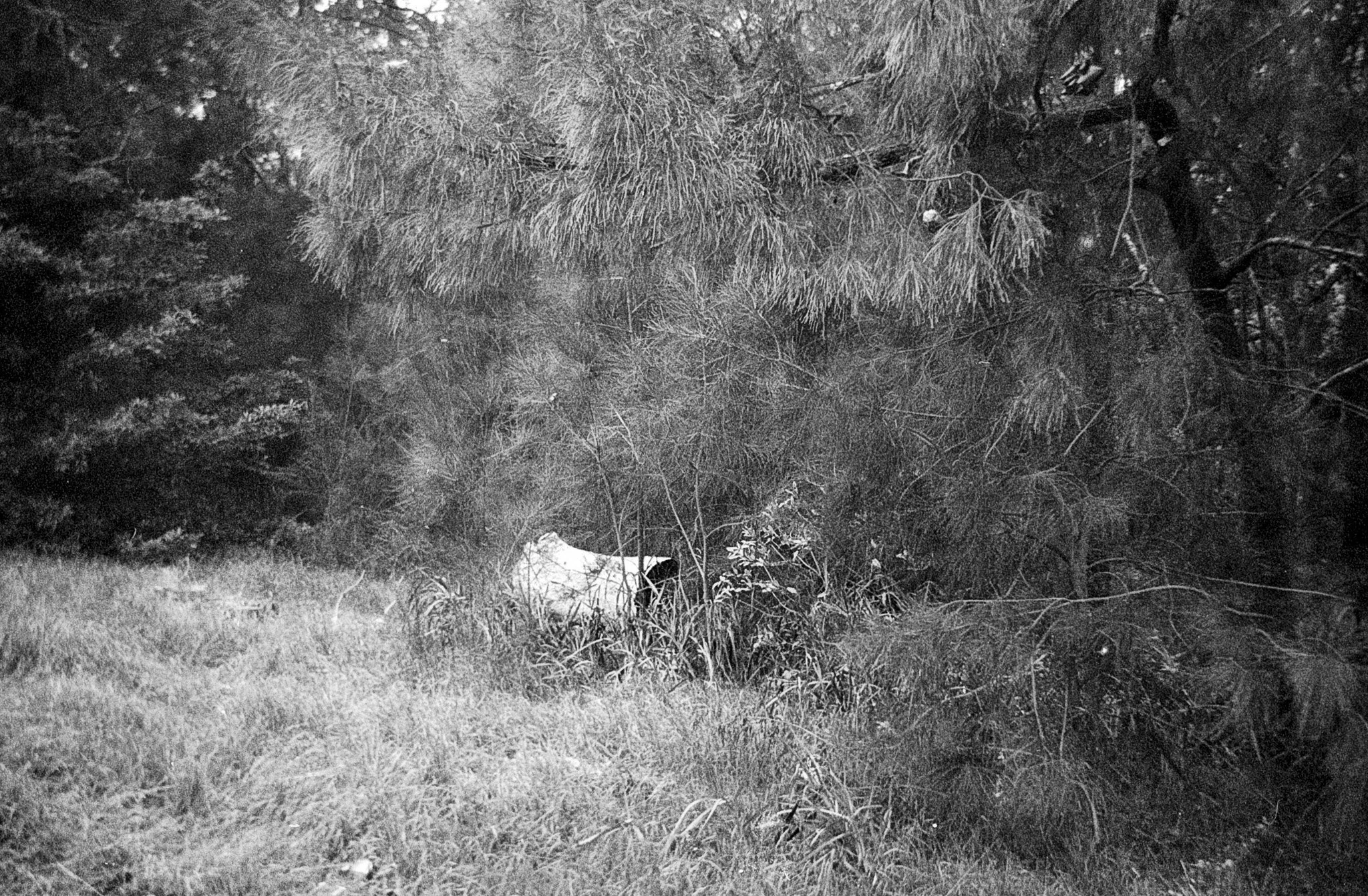 Francesca Arestides,  Thomas Blaxland Ashby, Costa Davis, Bridget Kelly, Pranay Peter, Kit Wennerbom and Thomas Zell. Curated by Emilio Cresciani, Aroha Smith