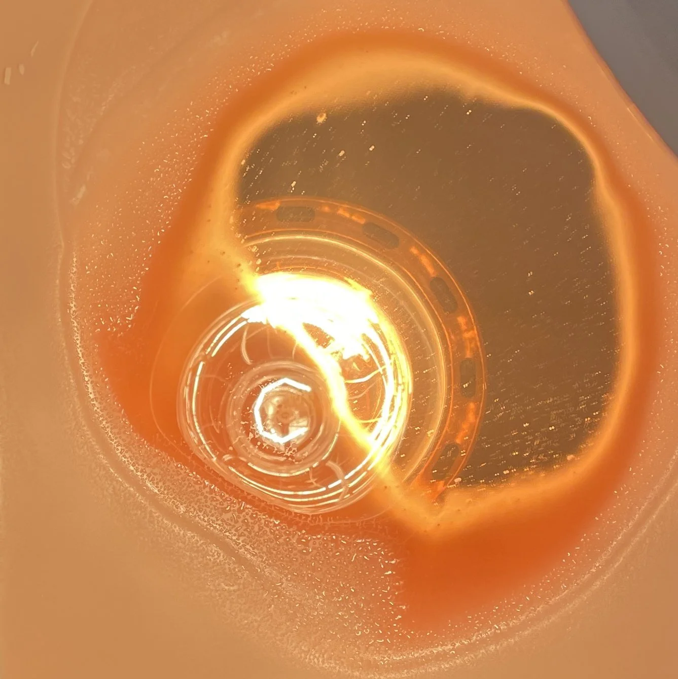 Cassia Glynn Bray and Felixe Rives