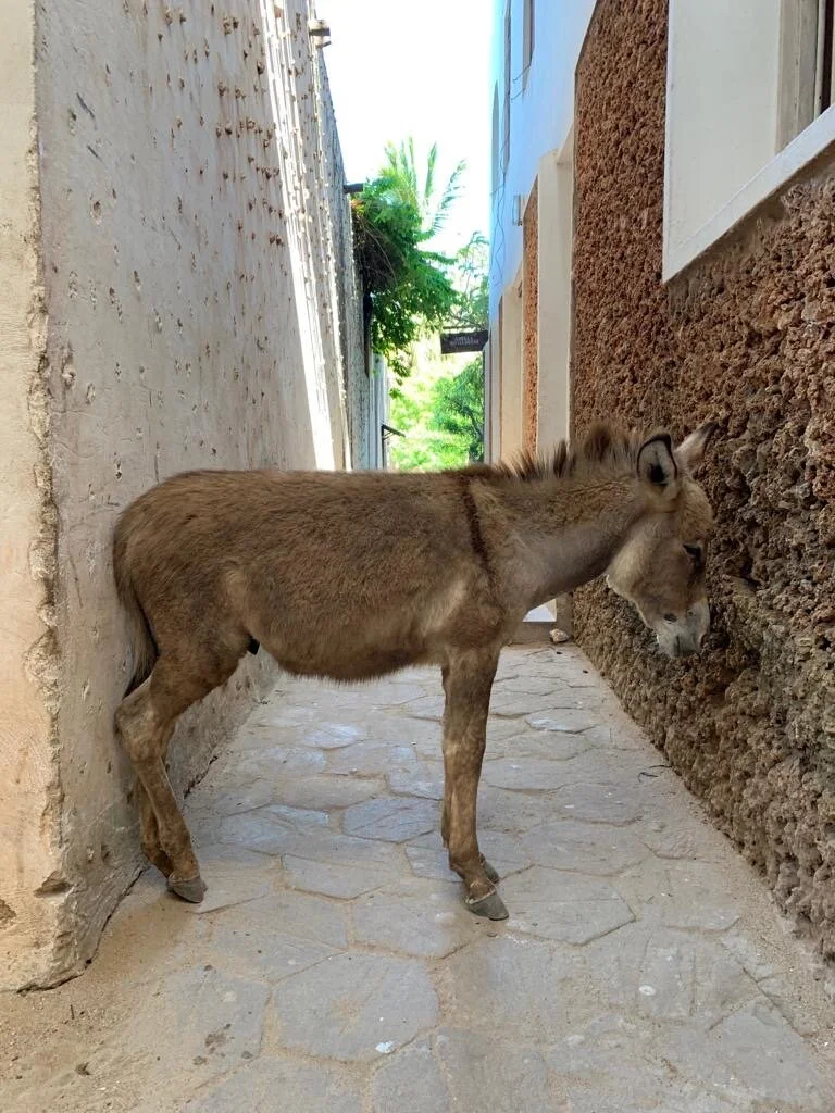 f93be4d7-df4a-4f9e-8b32-23b55d2148ac 2.JPG