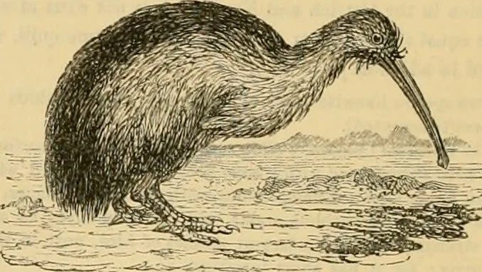 kiwi_entrepreneur.jpg