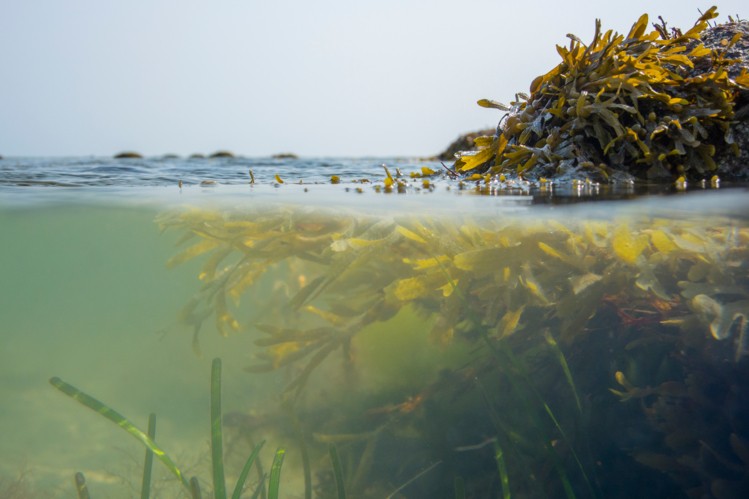 Danish brown algae <br>could prolong shelf life<br> and improve taste
