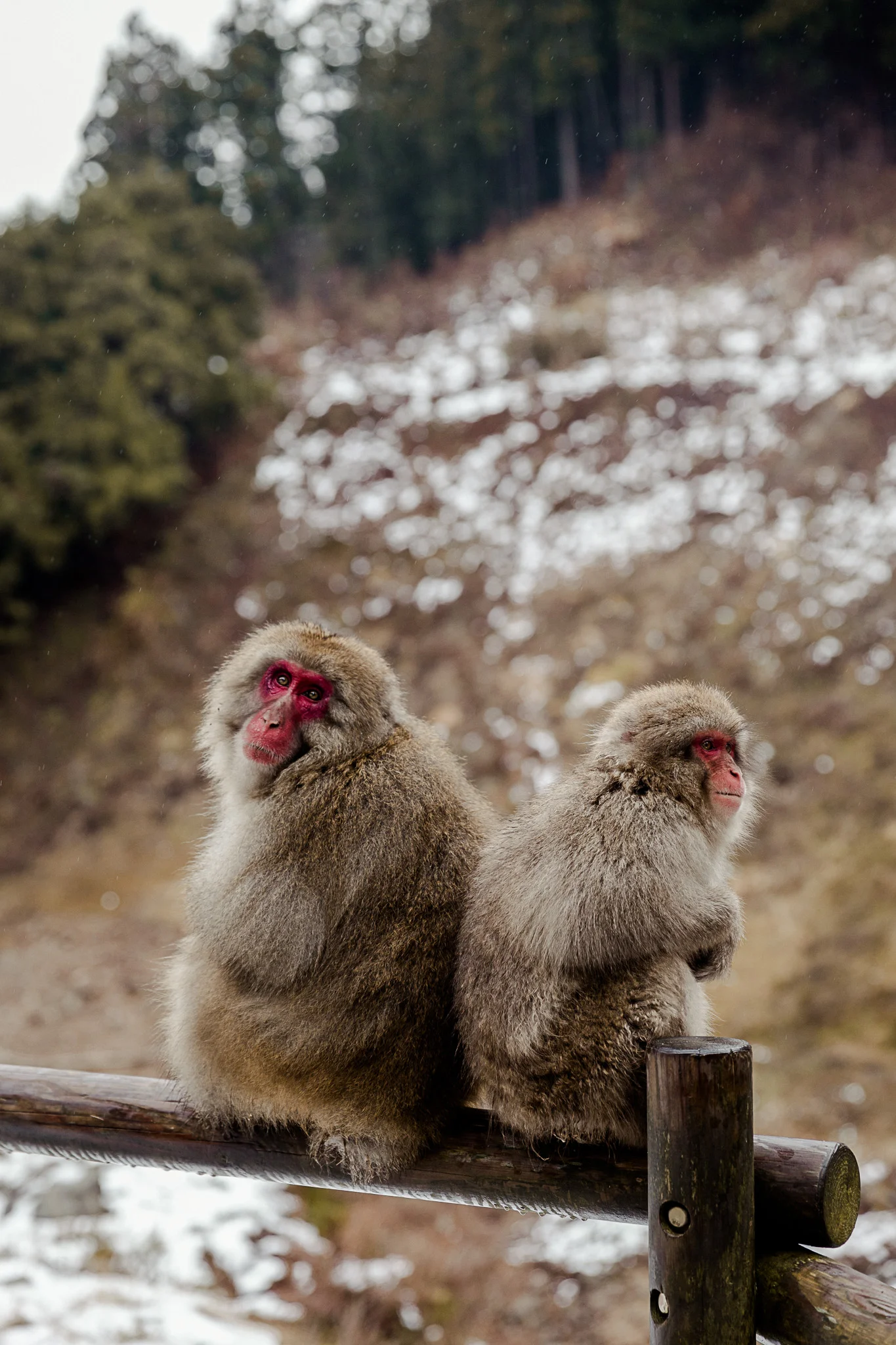 Jigokudani Monkey Park Shibu Onsen