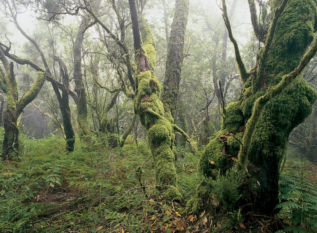 Parque Nacional de Garajonay (La Gomera)