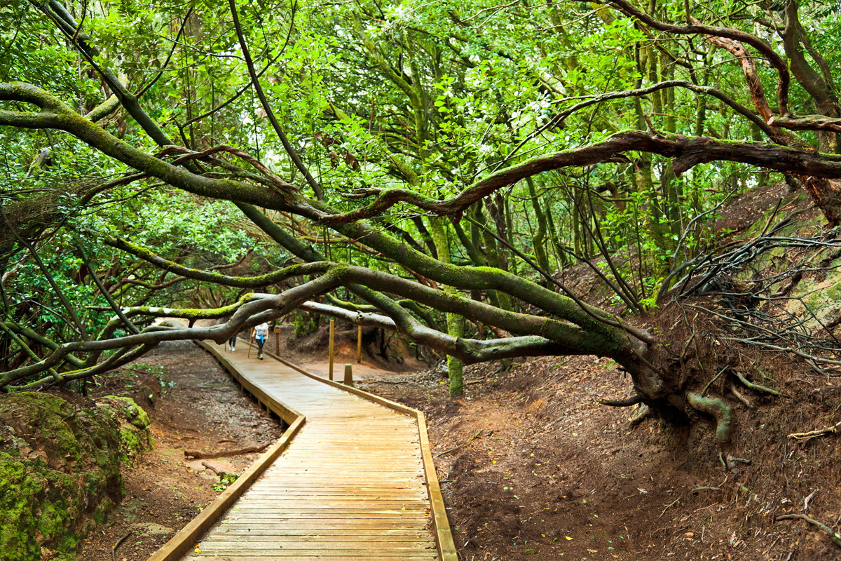 Qué ver en Tenerife - Parque Rural de Anaga