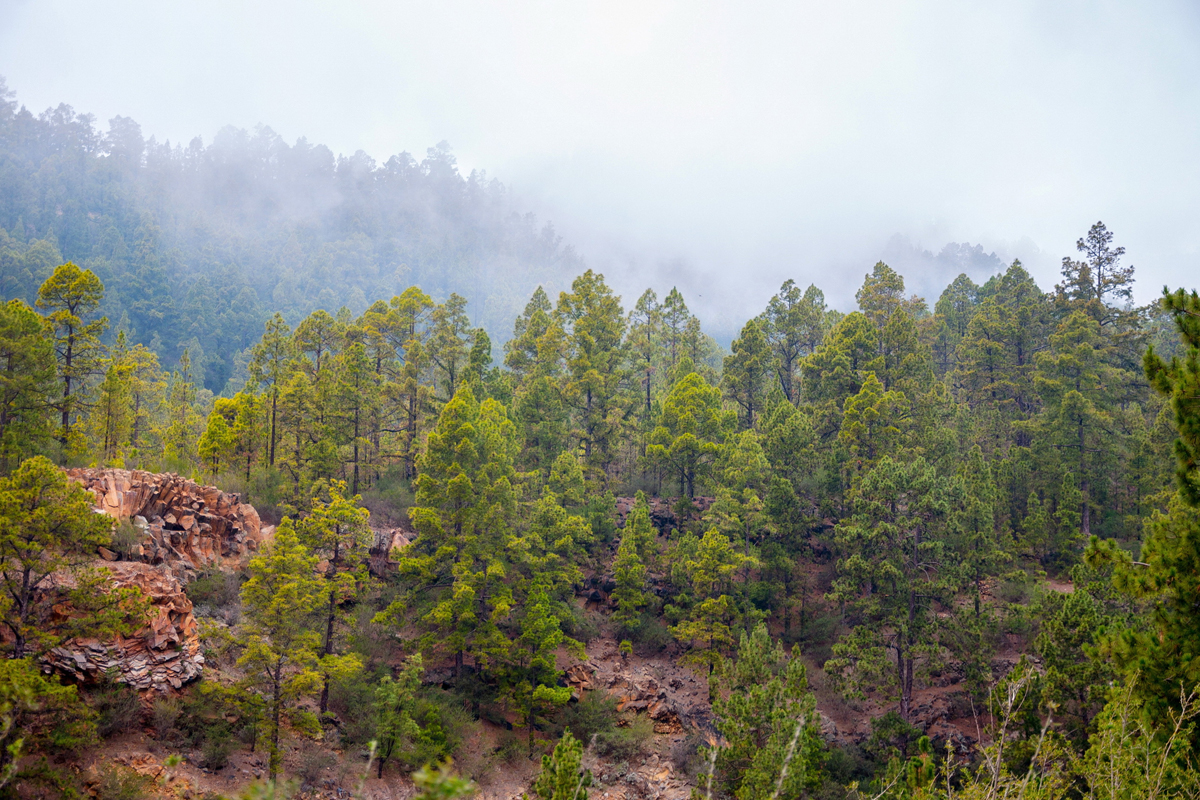 Qué ver en Tenerife - Parque Natural Corona Forestal