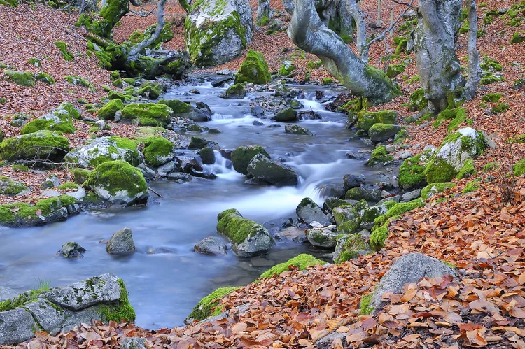 8 bosques en los que disfrutar del otoño en España - Faedo de Ciñera (León) | Foto:  Stockphotoastur | Dreamstime.com